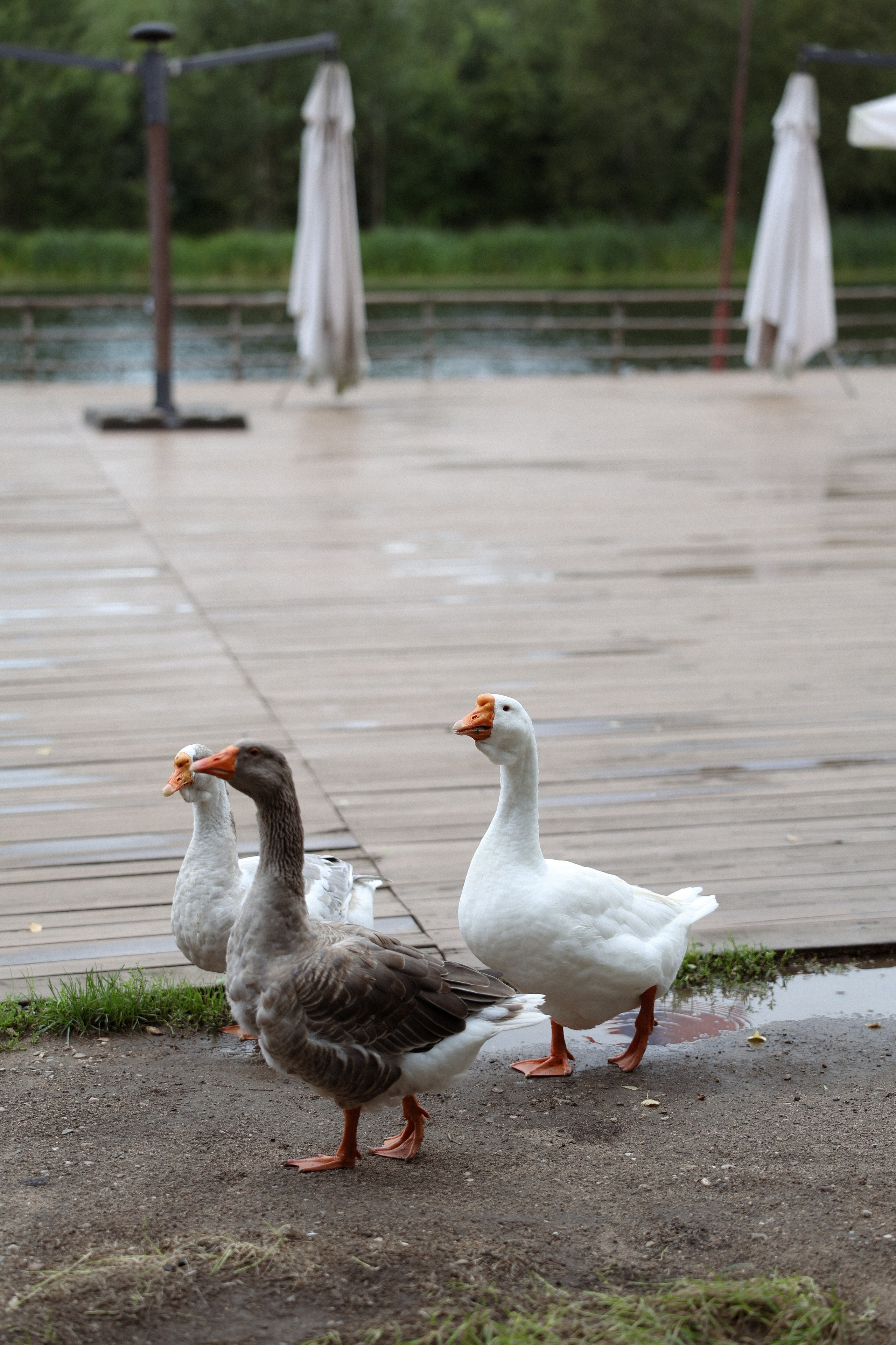 «Магия выставленного света» — Анна и Милан. Свадебный и семейный фотограф в Москве Ломова Ирина