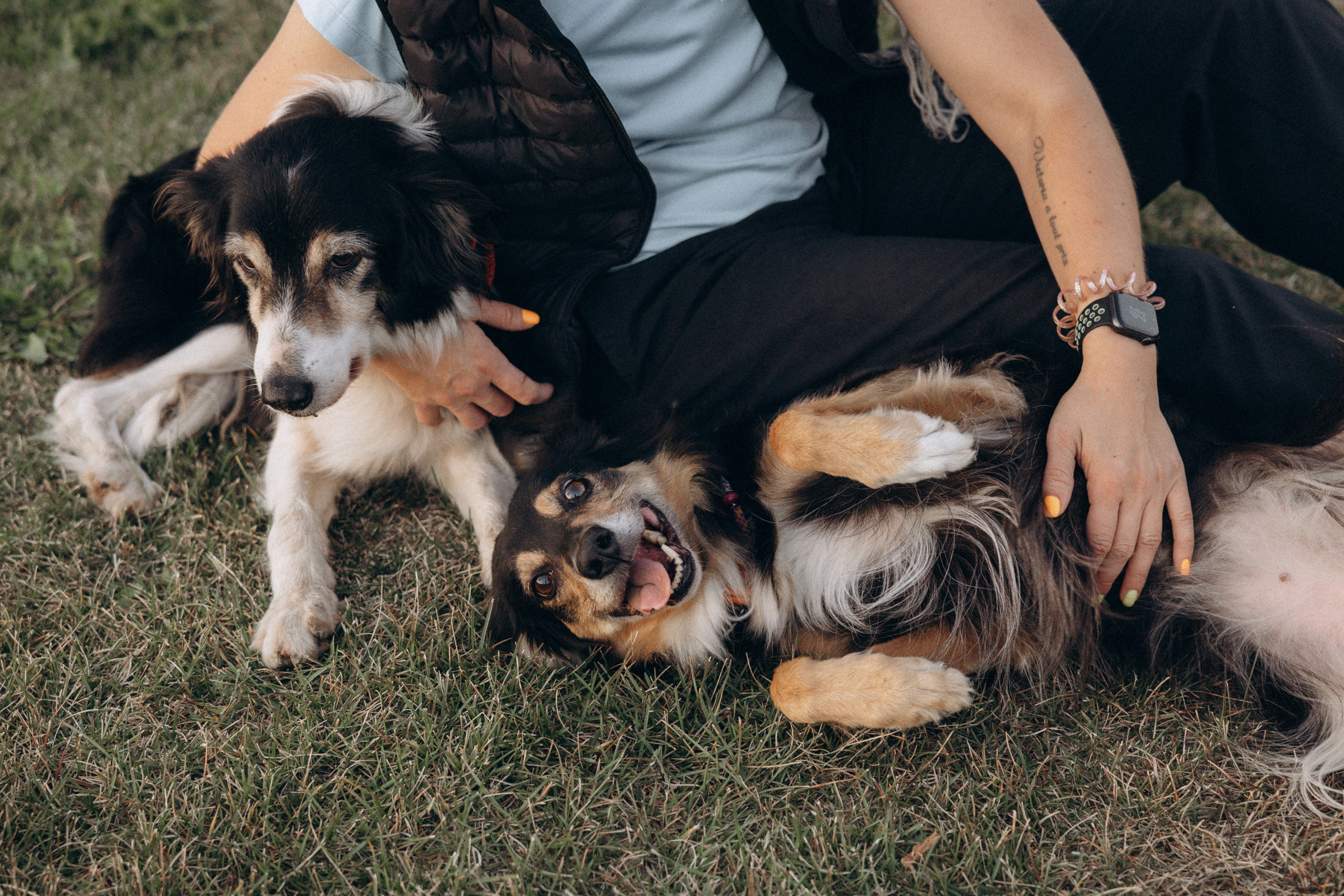 Алла и ее компания. Фотограф анималист в Казани Алина Сулейманова. Фотограф животных