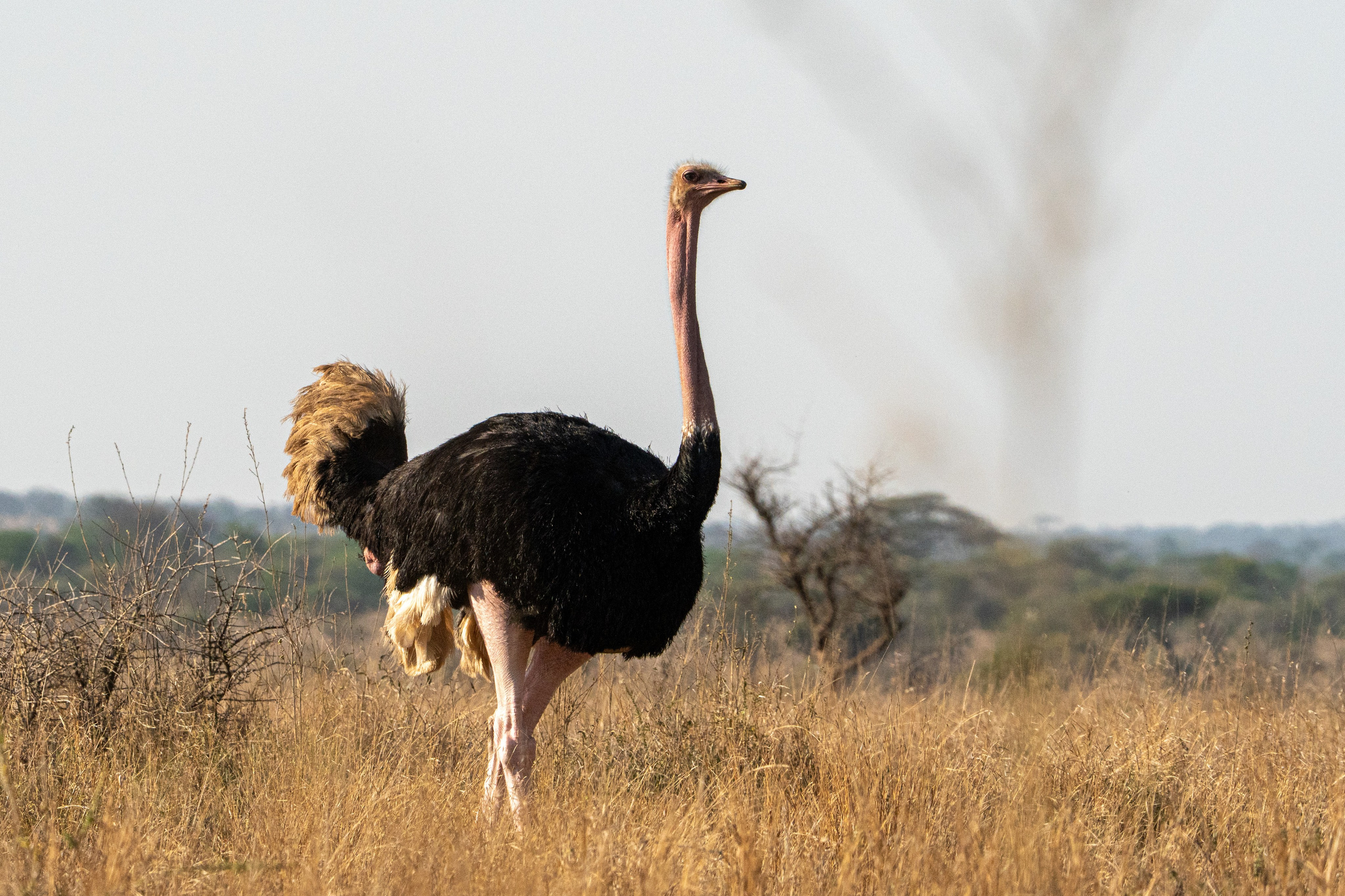 Танзания, сафари, 2025. Творческие сьемки