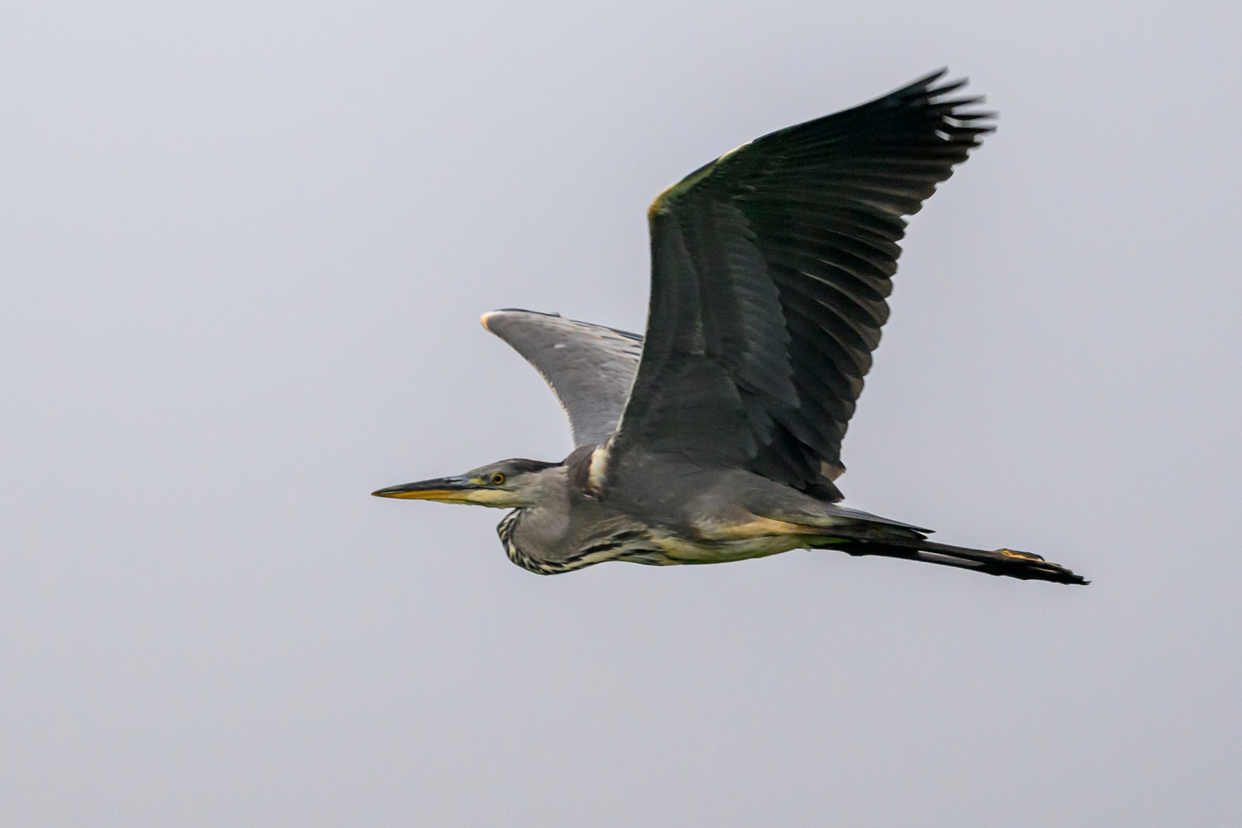 Подросшие птенцы куропатки. Wildlife photography by Sergey Puponin