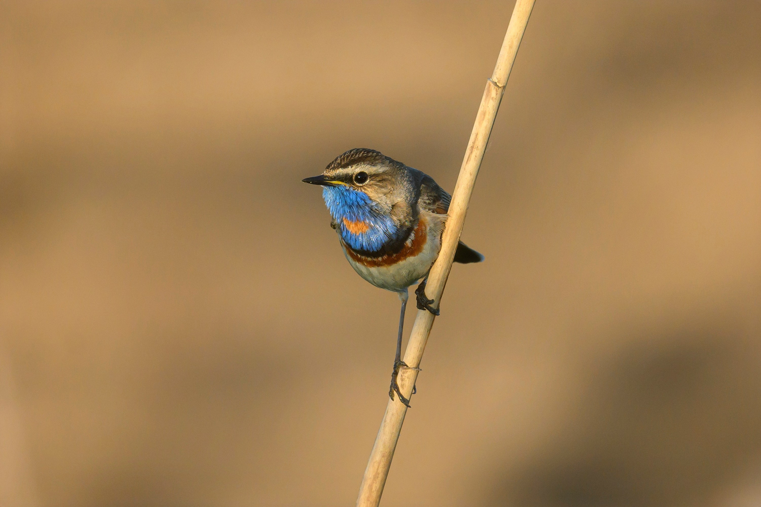 Веретенник и славка. Wildlife photography by Sergey Puponin