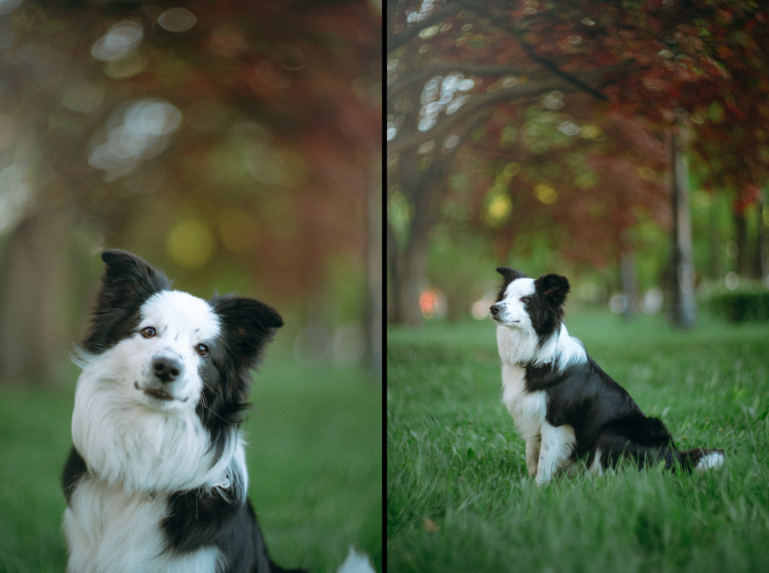 Таня, Дима и Чейси. Фотограф анималист в Москве и Санкт-Петербурге Свиридова Анна