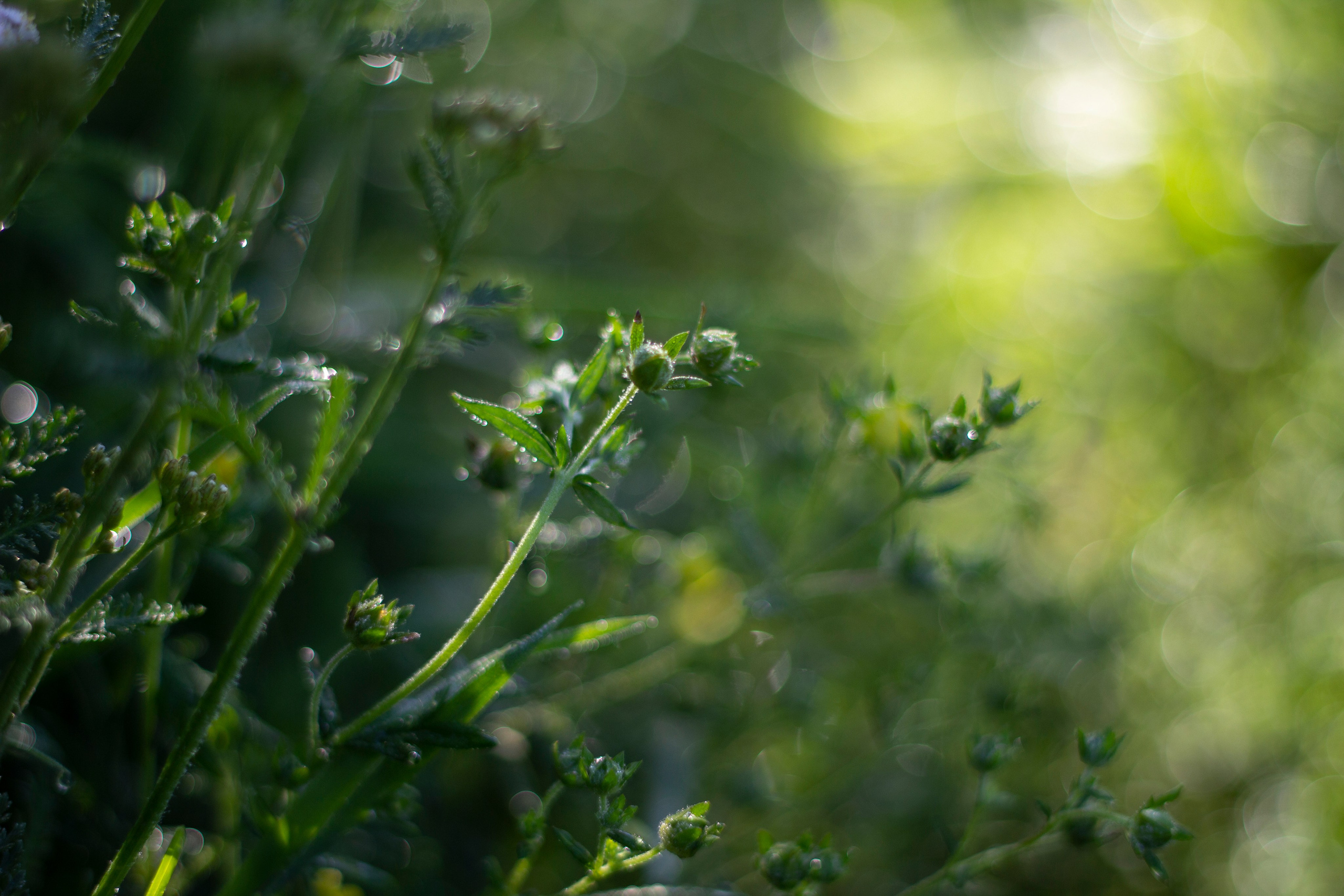 Лето. Ваш фотограф Северск | Томск