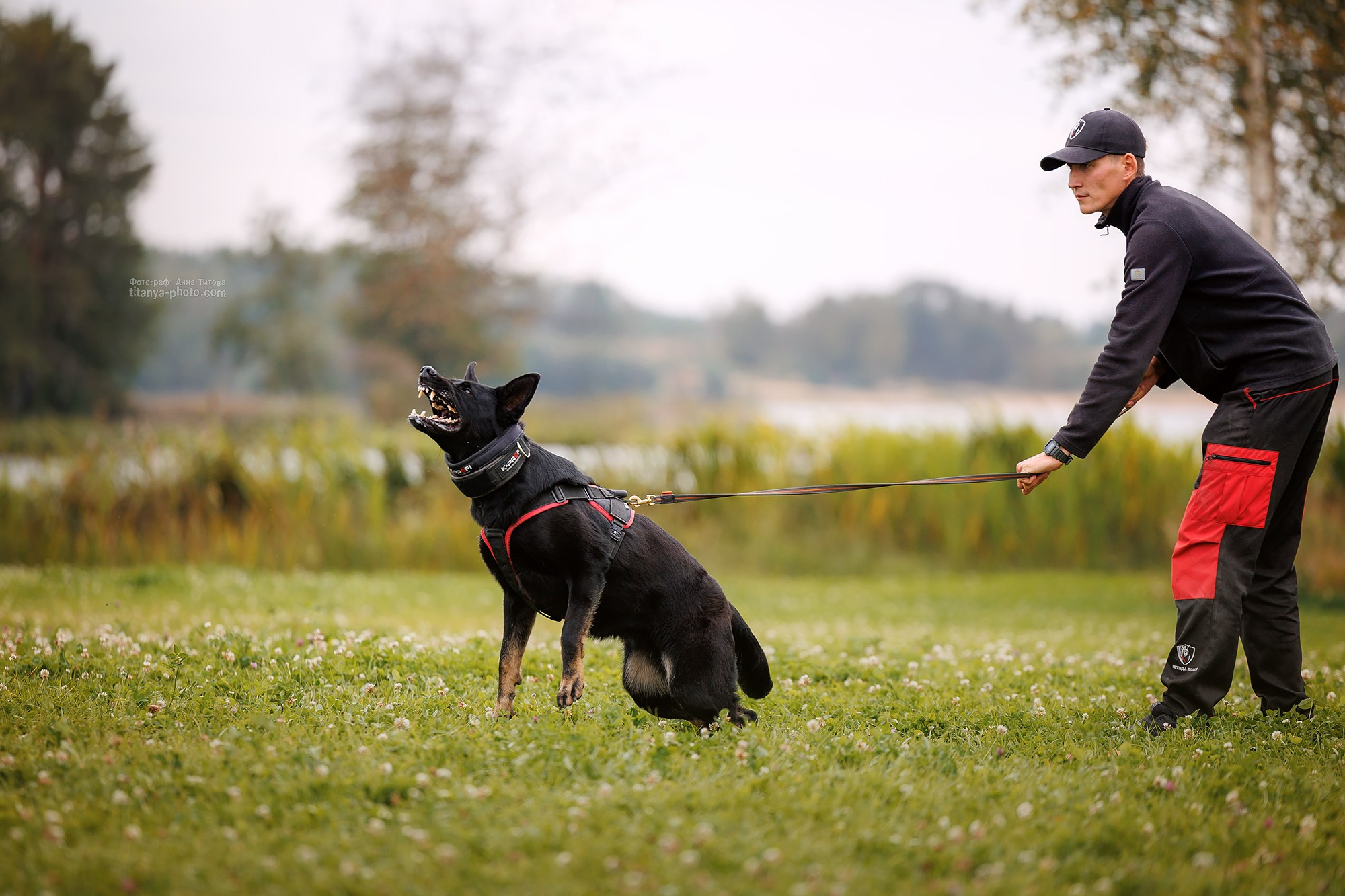 Тренировка по защите в питомнике немецких овчарок «Легенда Волги». Фотограф собак, фотограф-анималист Аня Титова (Titanya). Москва