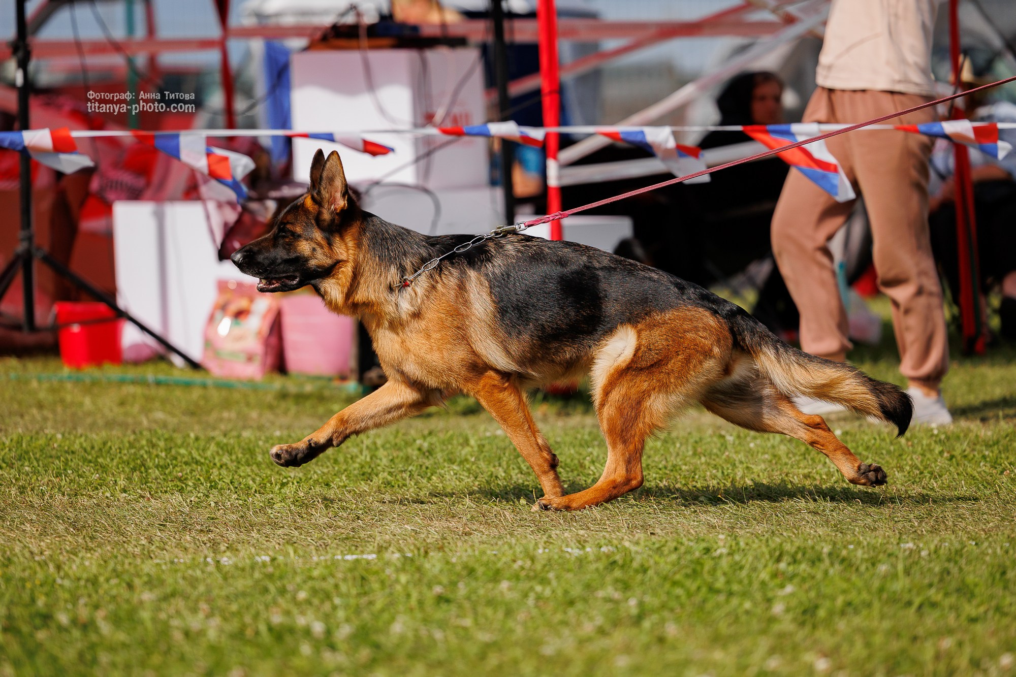 Немецкие овчарки: фото из рингов и вне ринга, мутпроба (фотографии с выставок). Фотограф собак, фотограф-анималист Аня Титова (Titanya). Москва