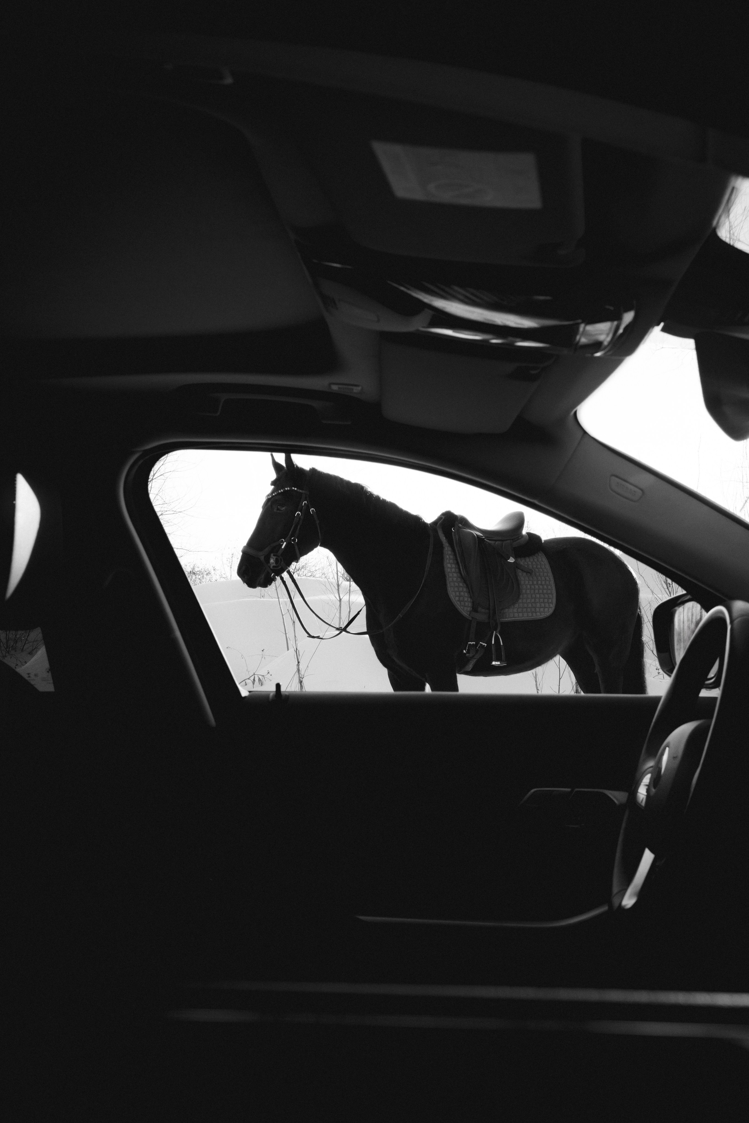 BMW G20 with horse. Автомобильный фотограф и видеограф в Новосибирске|Александра Косухина