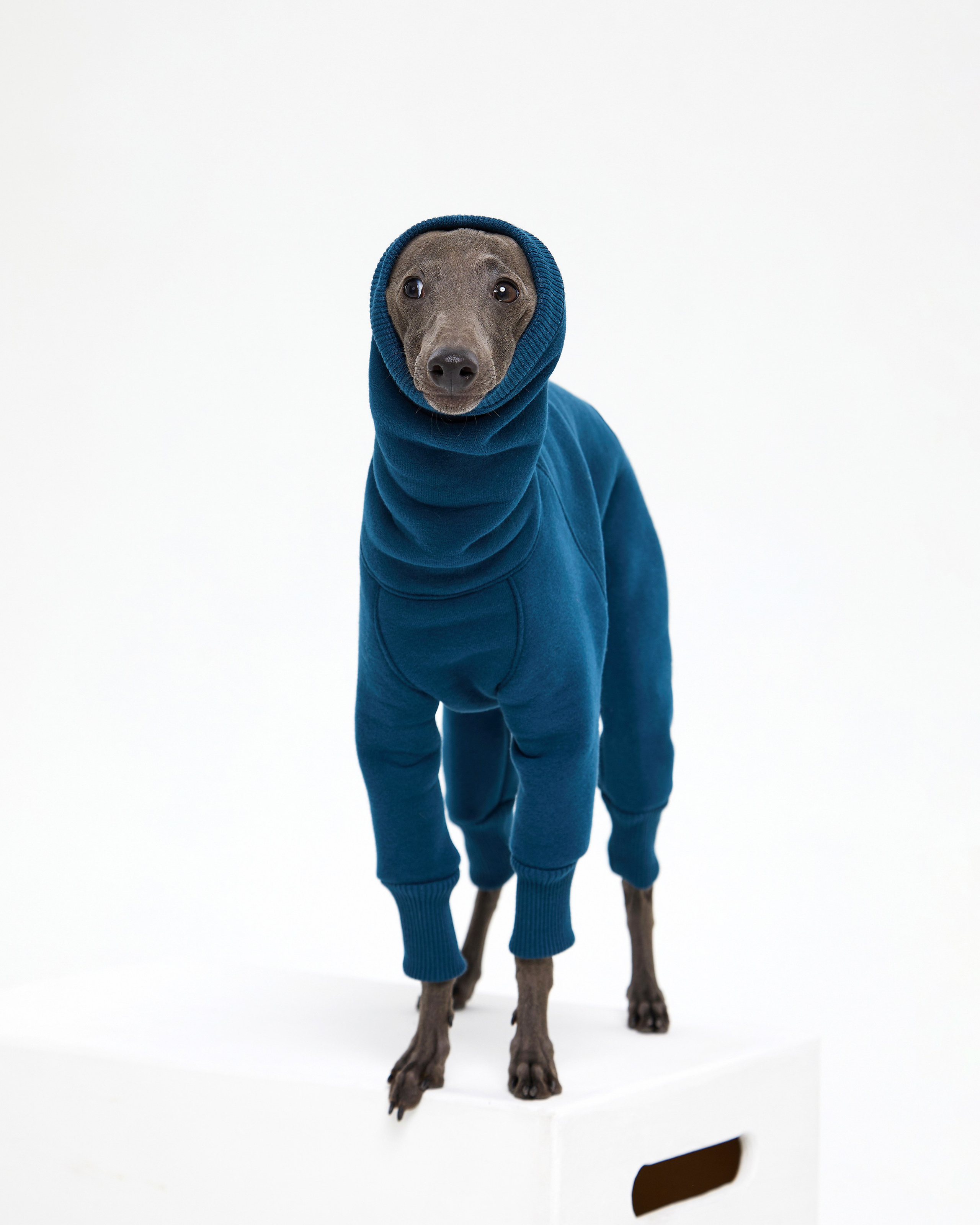 Каталоги. Pets Photography / Фотограф Собак