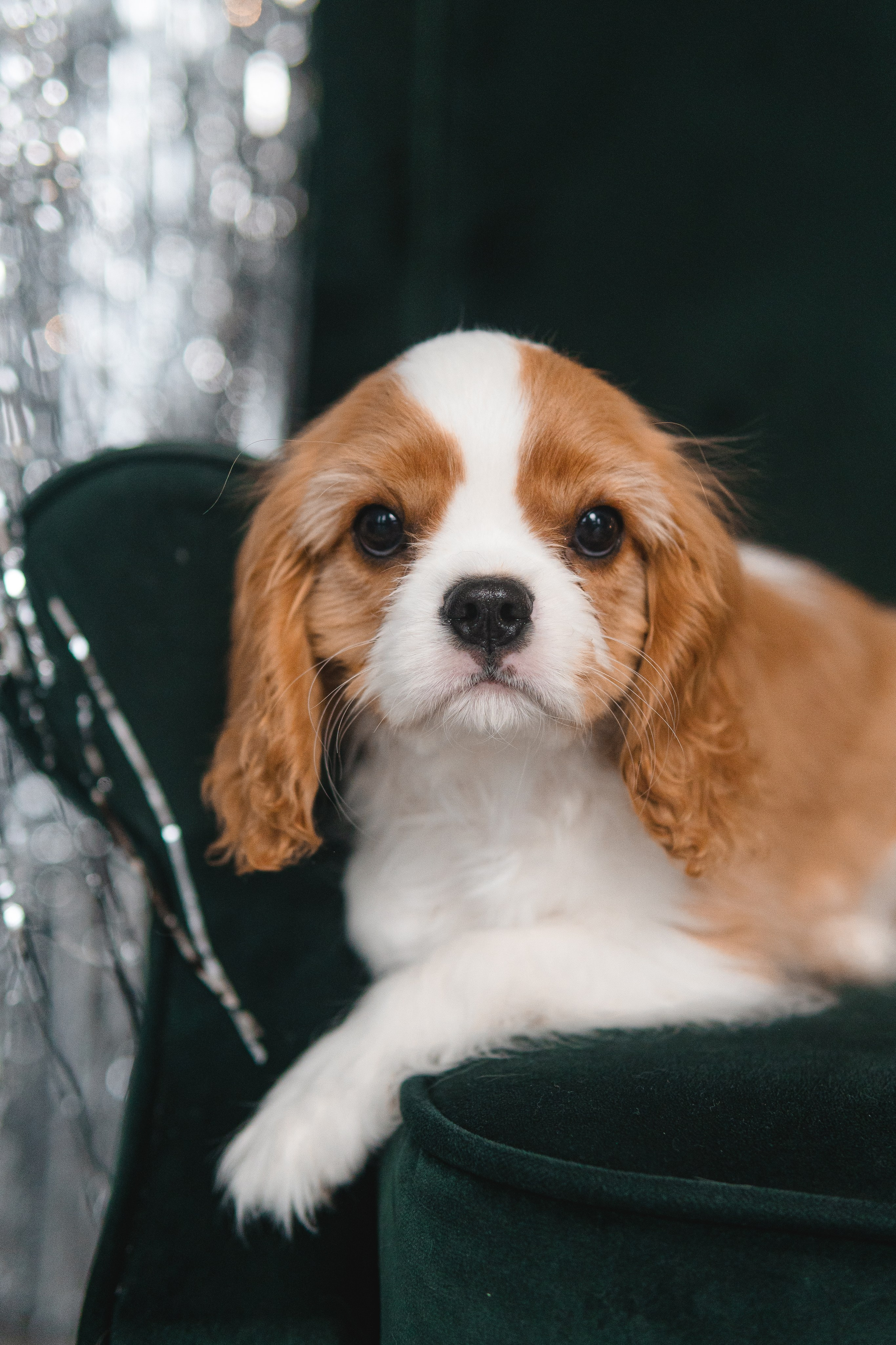 Belle Destino (питомник): новогодняя история. Портретный и репортажный фотограф в Воронеже: Анастасия Пузикова