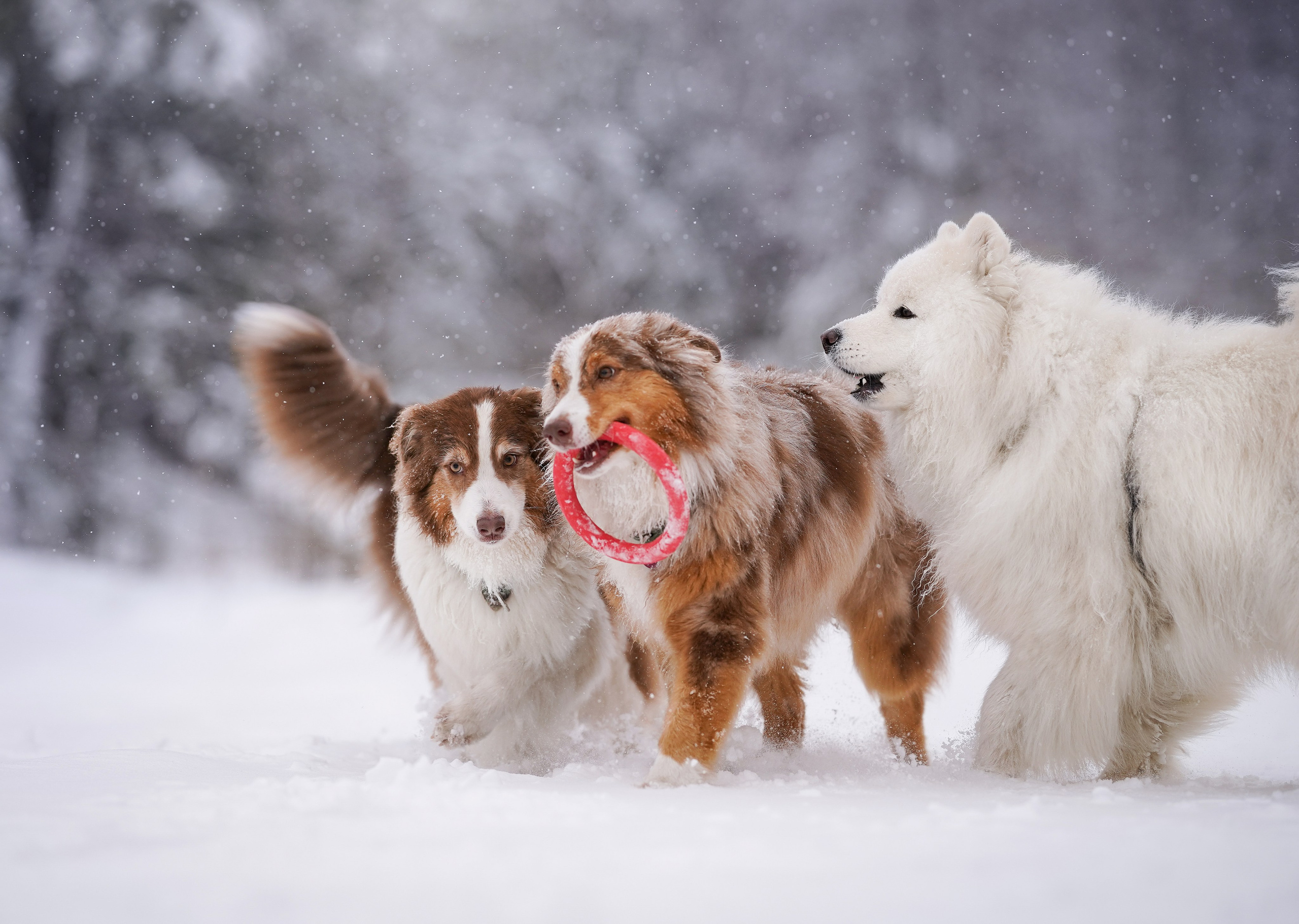 Красно-рыжая банда. Фотограф-анималист в Санкт-Петербурге Яна Мартынова