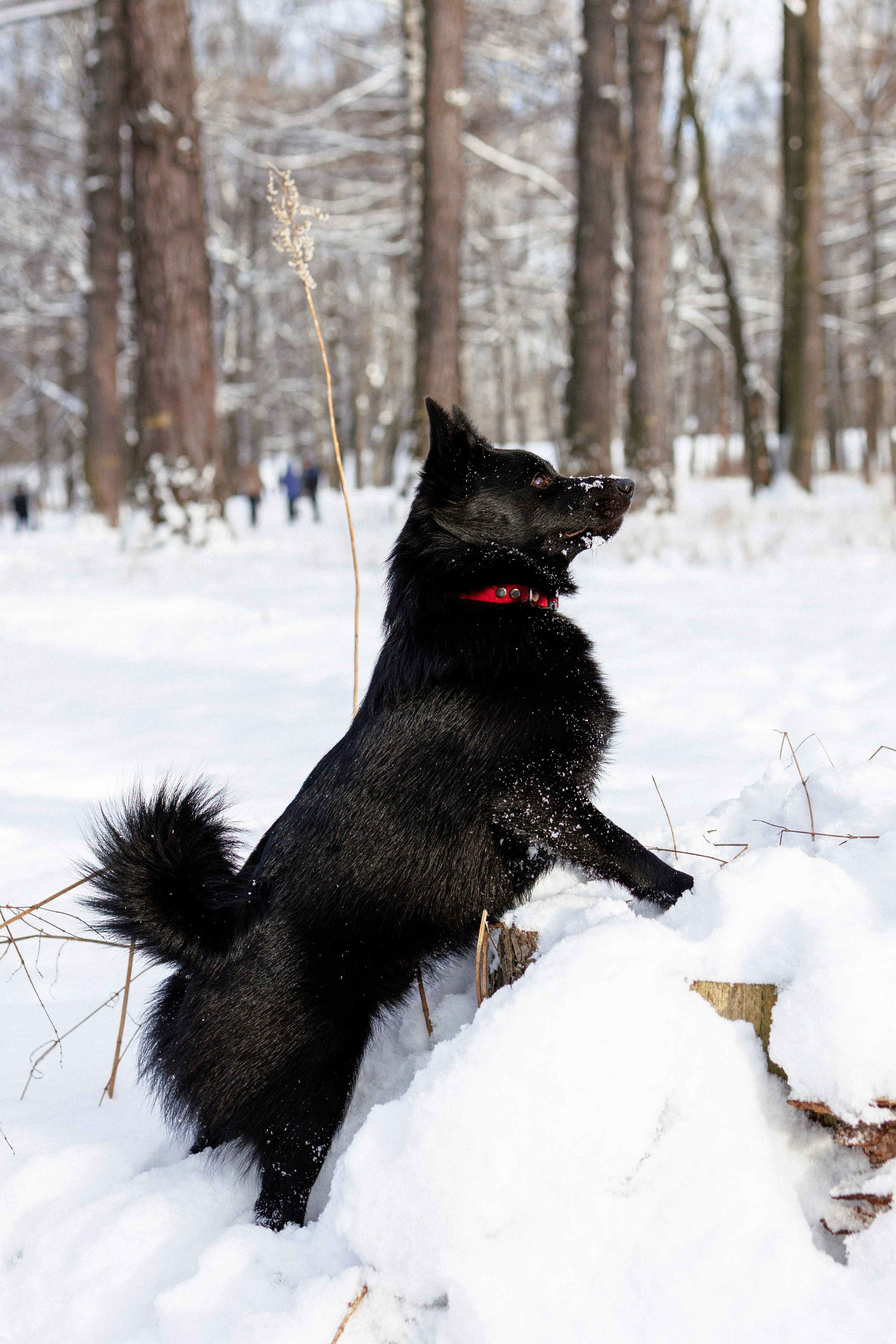 Юлия и Кит. Фотограф в Санкт-Петербурге Алёна Губинская