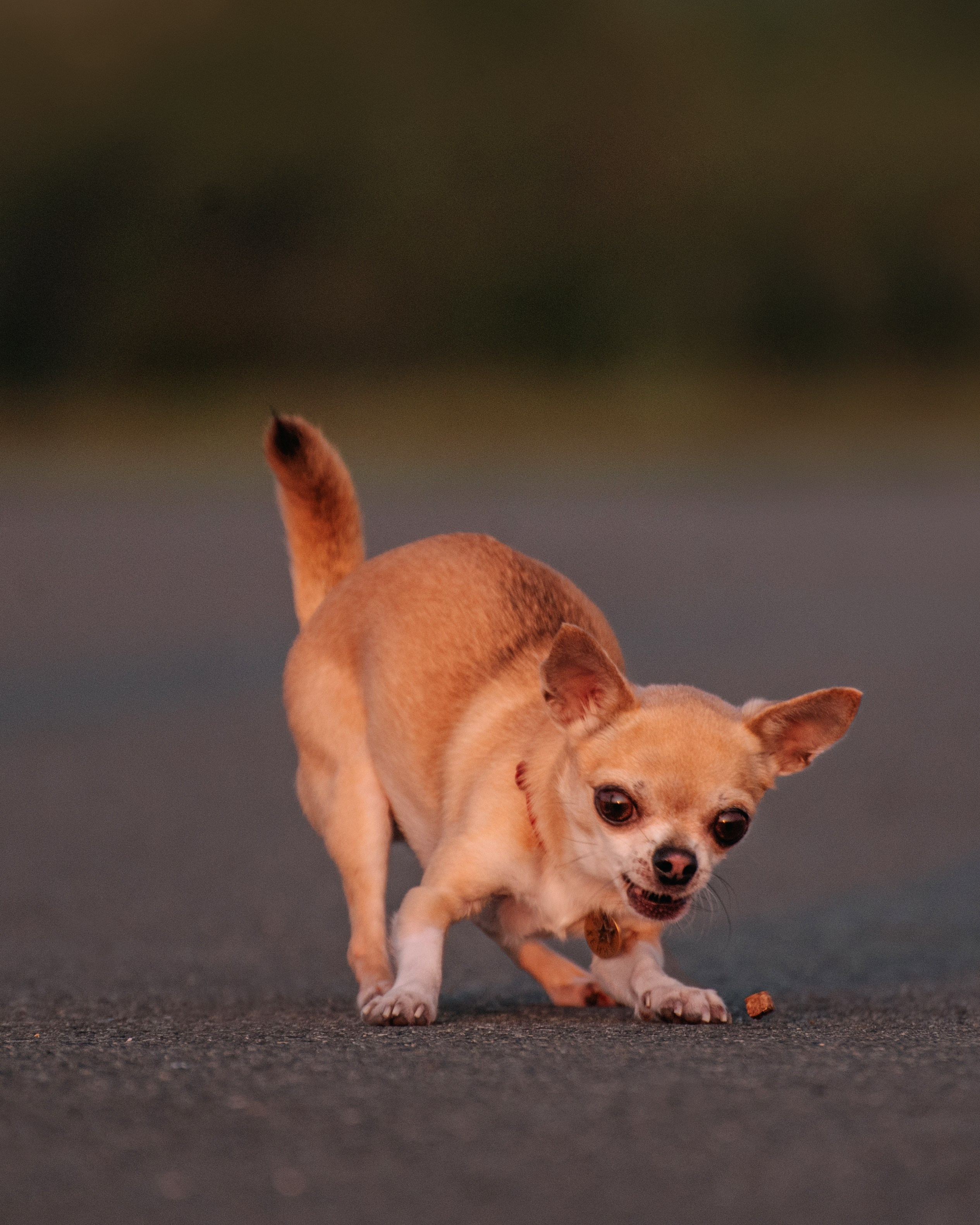 Прогулка: чихуахуа Хенни и Алина во Владивостоке. Портфолио