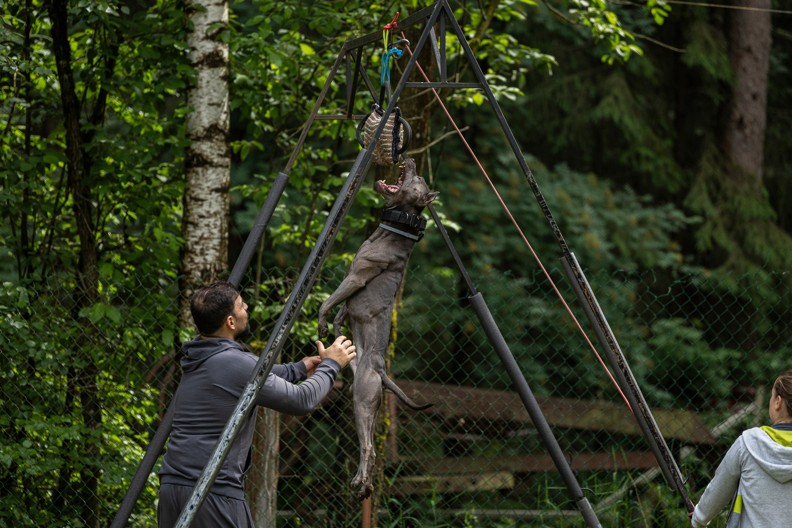 Пит-стафф многоборье. Фотограф-анималист Анна Маринич