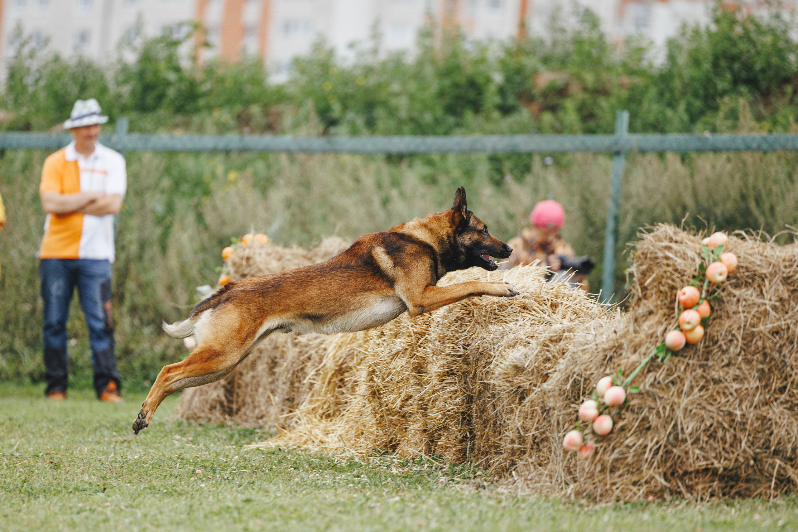 08.08.25-10.08.25 ЧР по мондьорингу г. Вологда. Фотограф-анималист Анна Маринич