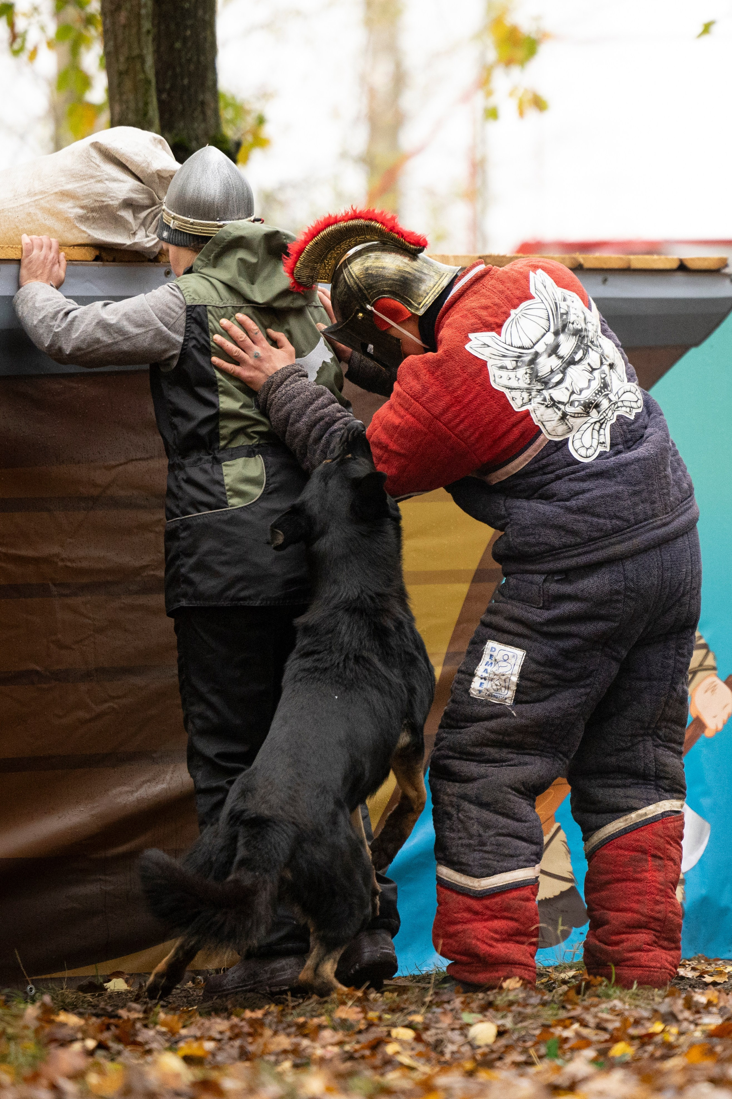 Соревнования по Мондьорингу г. Вологда. Фотограф-анималист Анна Маринич