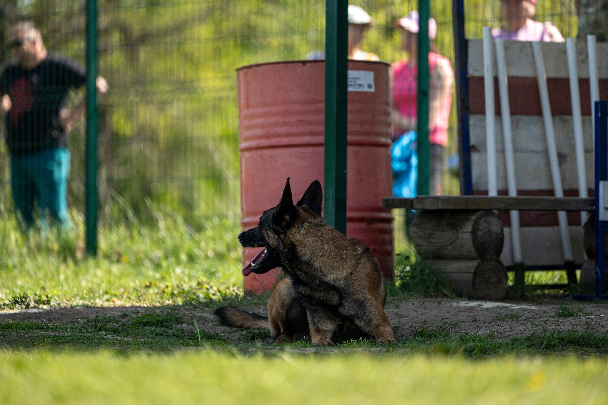 Испытания по мондьорингу в Нижнем Новгороде. Фотограф-анималист Анна Маринич