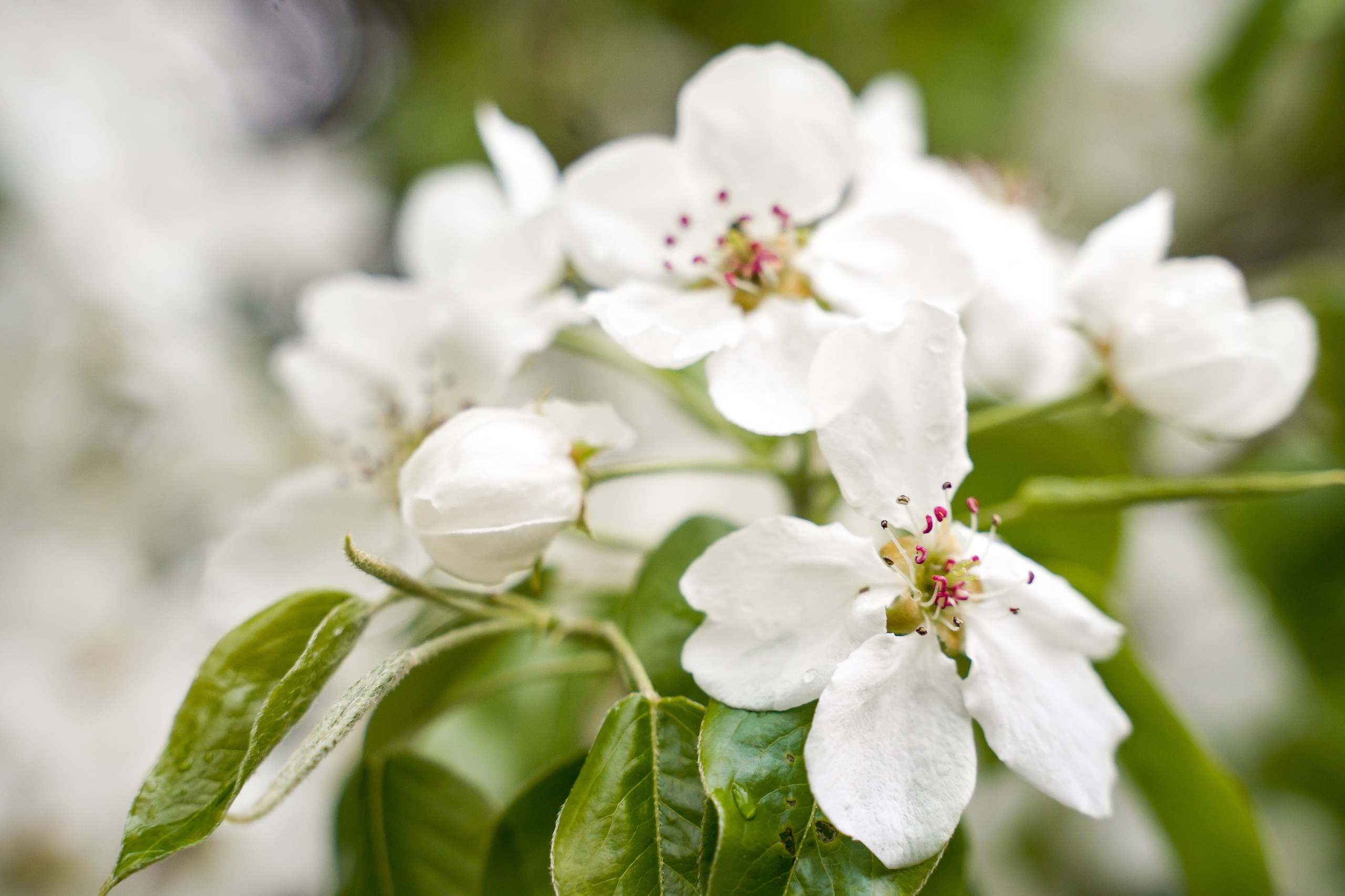 Ботаника. Контент-фотограф в Нижнем Новгороде Антошина Ольга