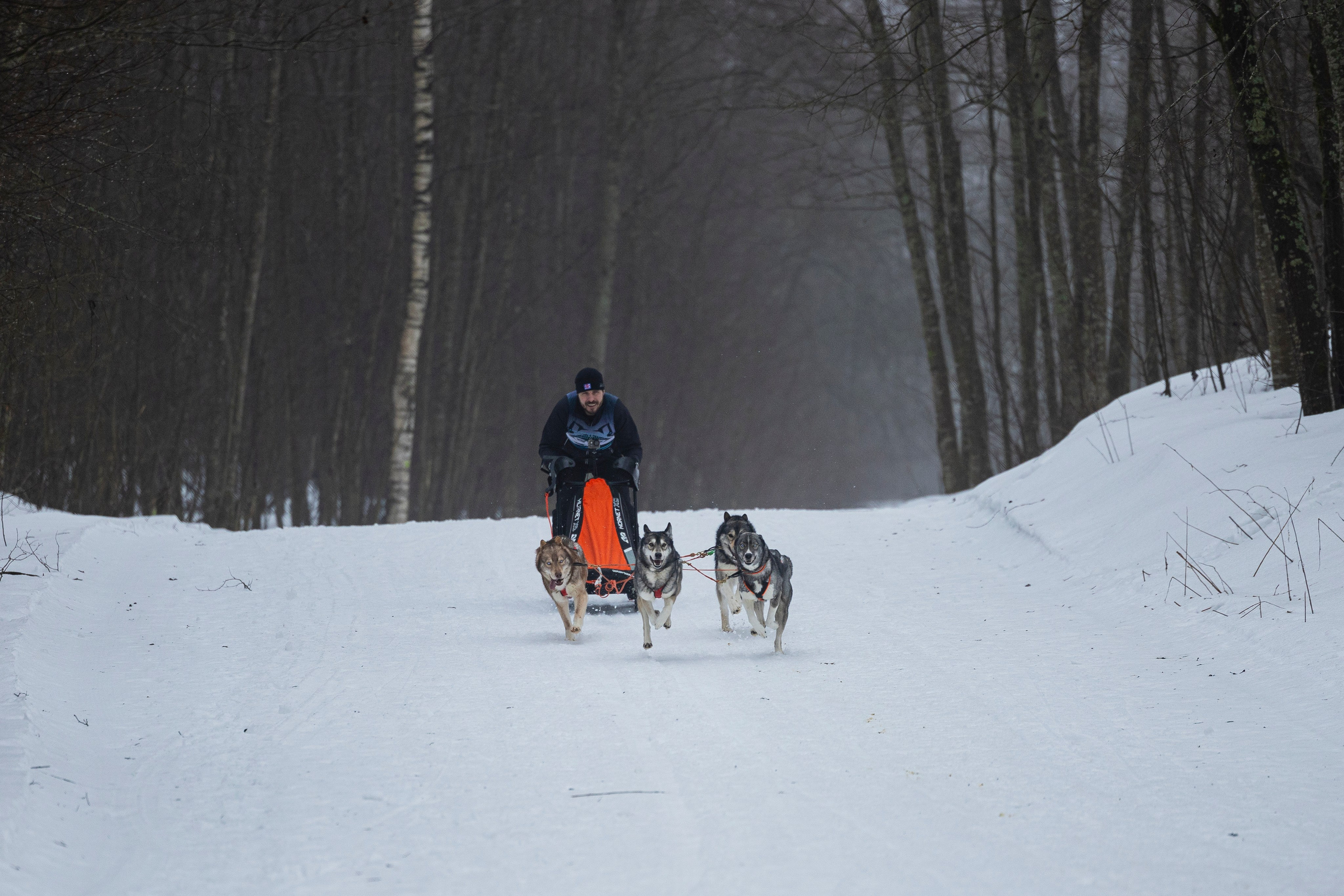 Зимний Чемпионат Санкт-Петербурга по ездовому спорту. Фотограф-анималист Анна Маринич