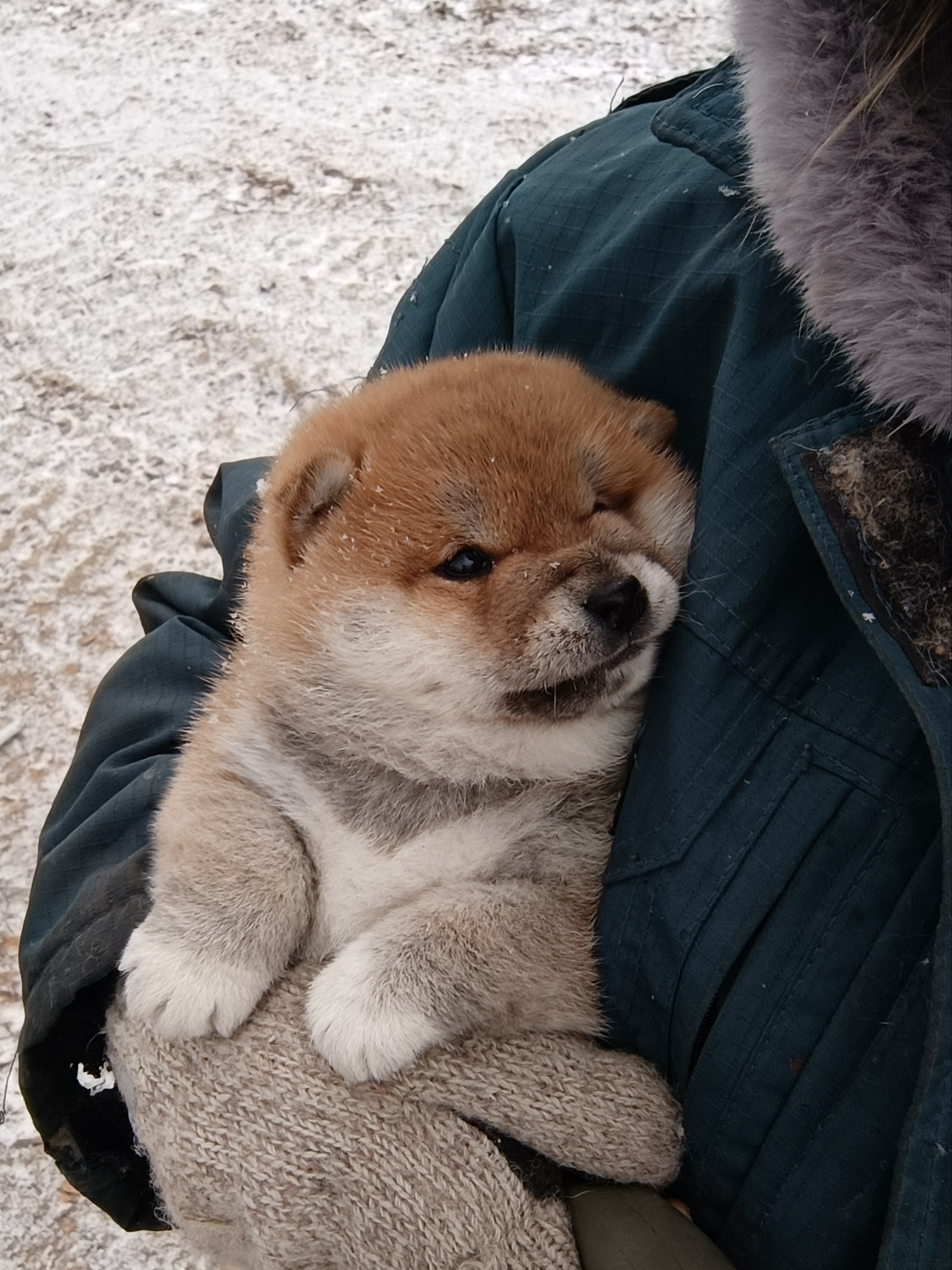 сиба питомник Рубилайт щенки на продажу rubylight  сиба щенки купить СПб Санкт-Петербург 