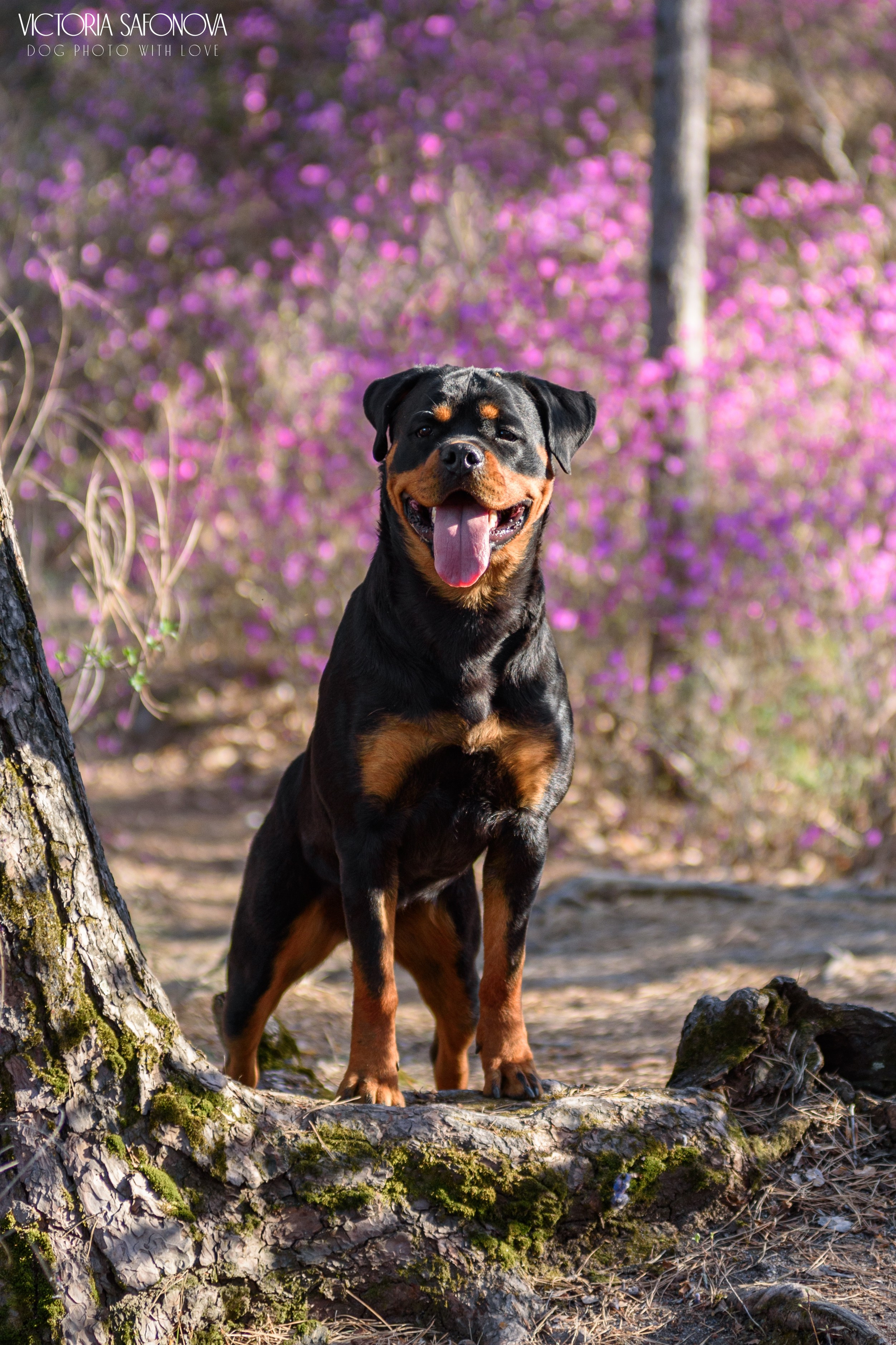 Лера 07.05.2023. Фотограф анималист Благовещенск. Сафонова Виктория