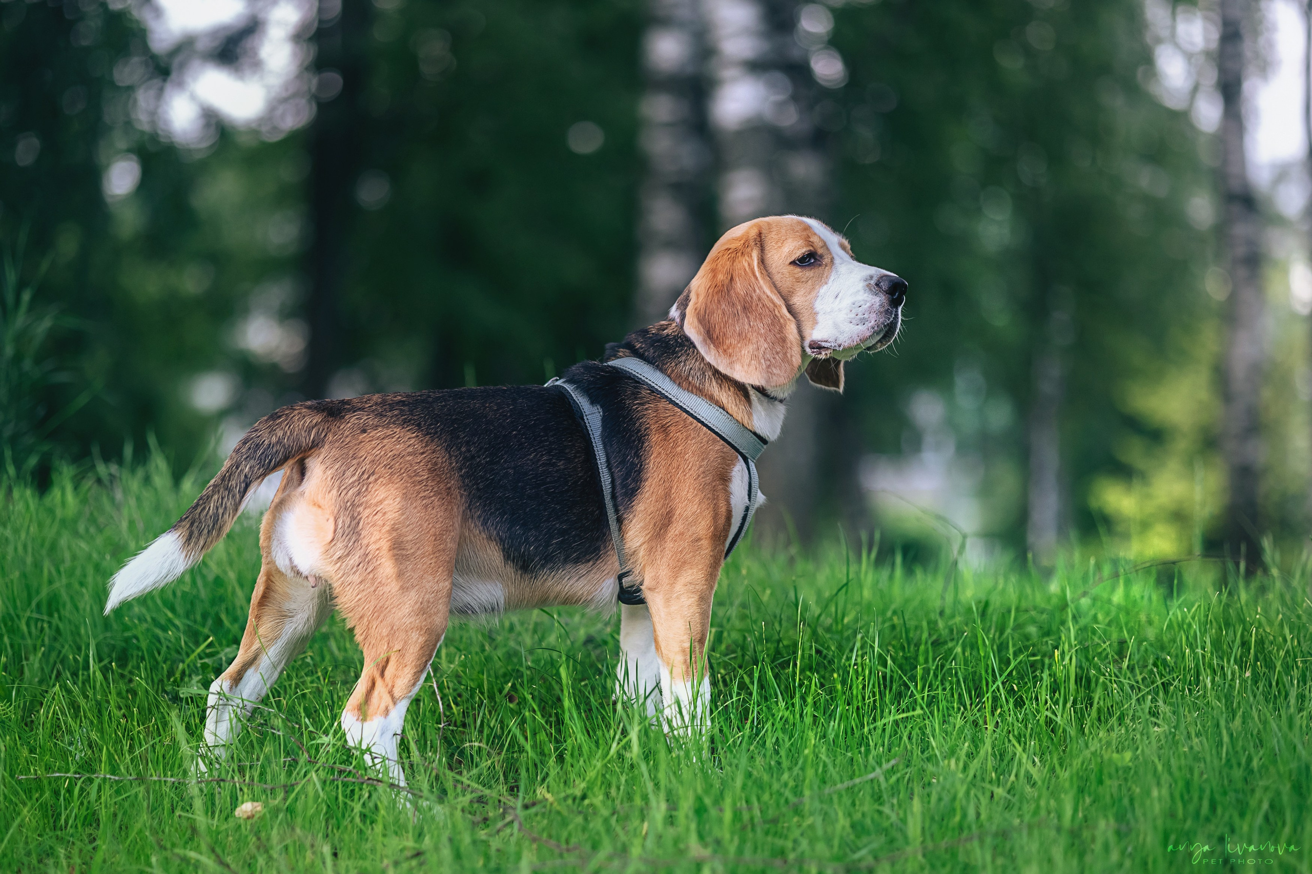 Диана и Дафна. Фотограф анималист Аня Ливанова | Рыбинск