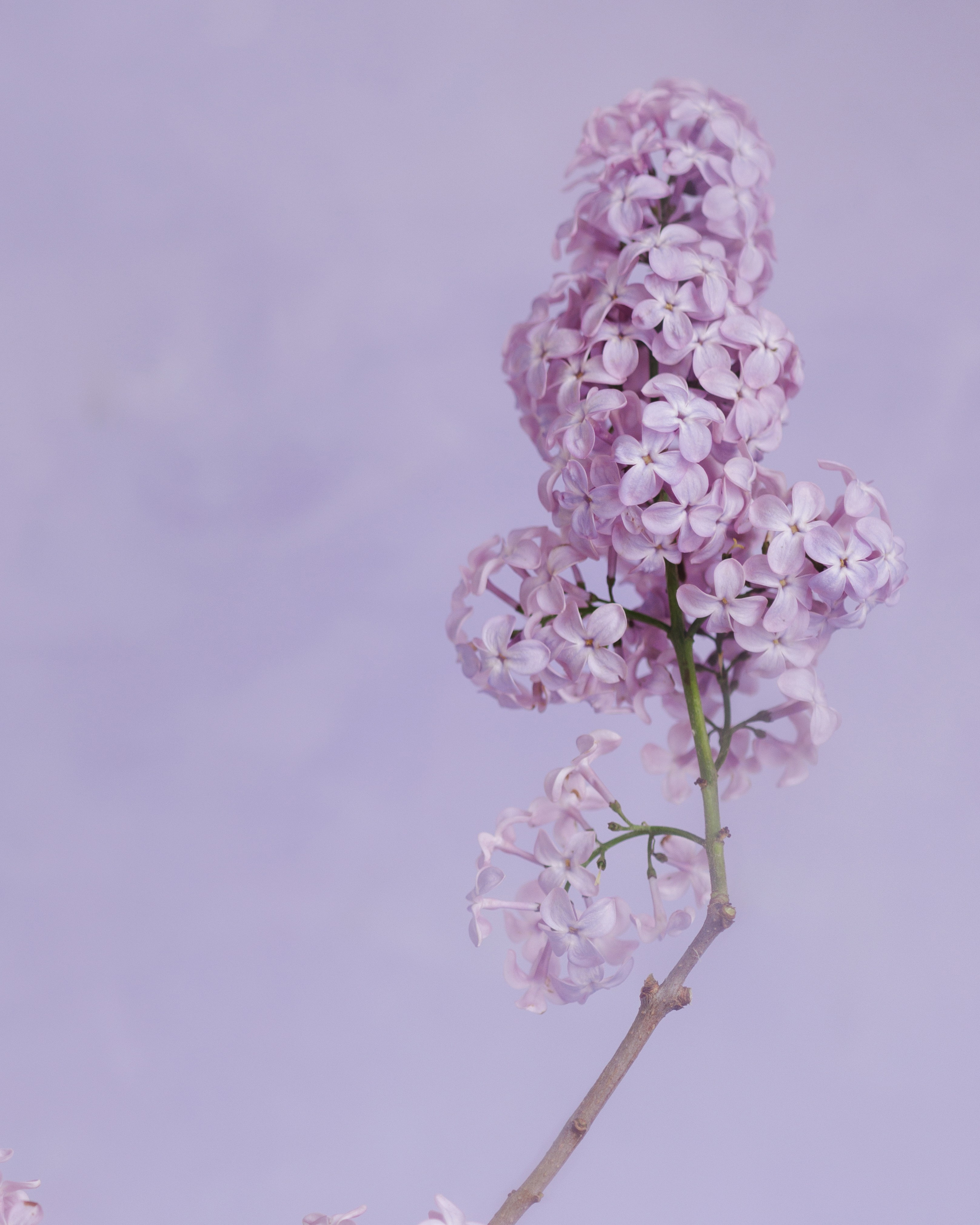 Delicate Balance. Author’s fine art prints with international delivery