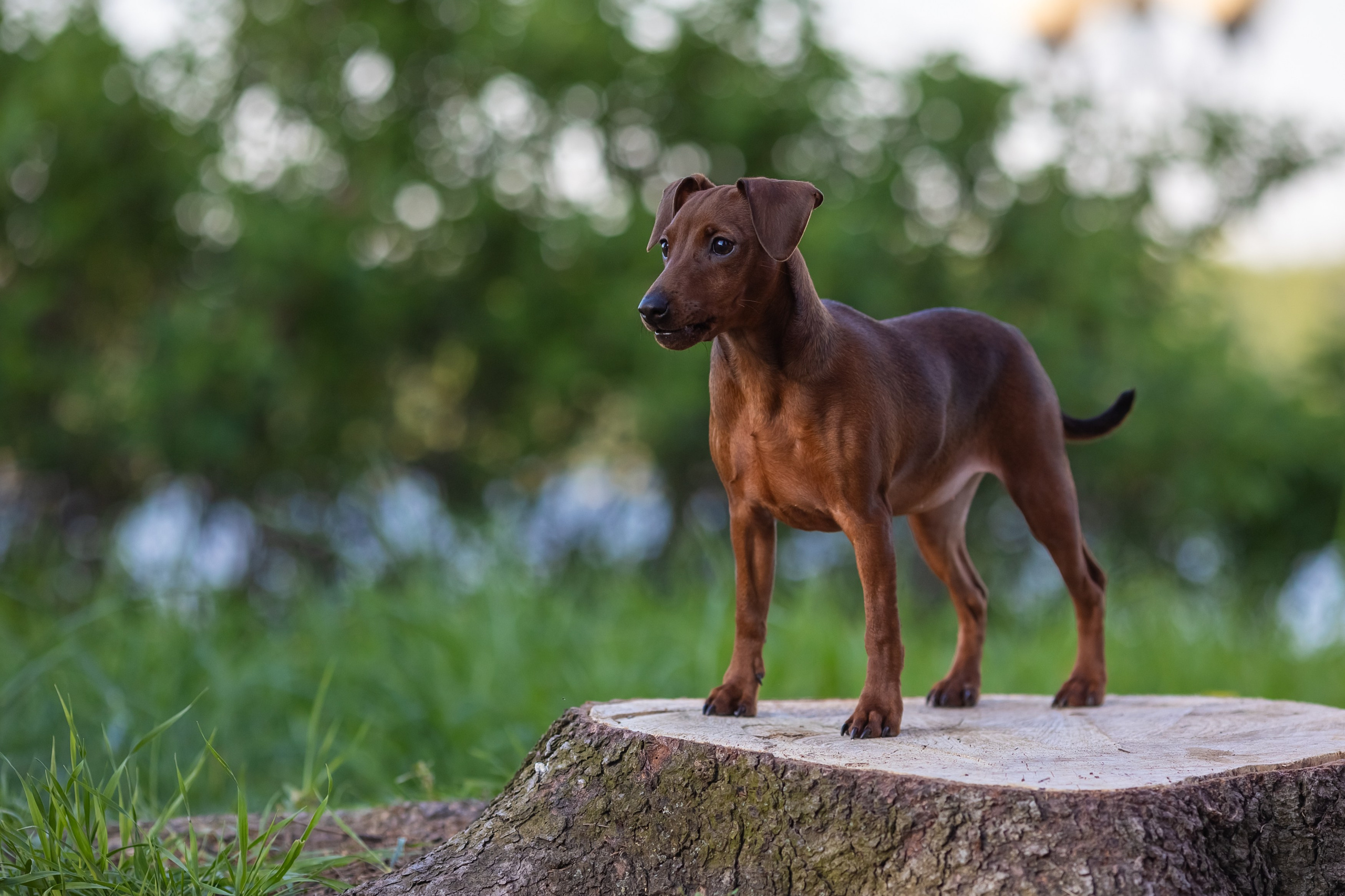 Пинчерята. Фотограф анималист Аня Ливанова | Рыбинск