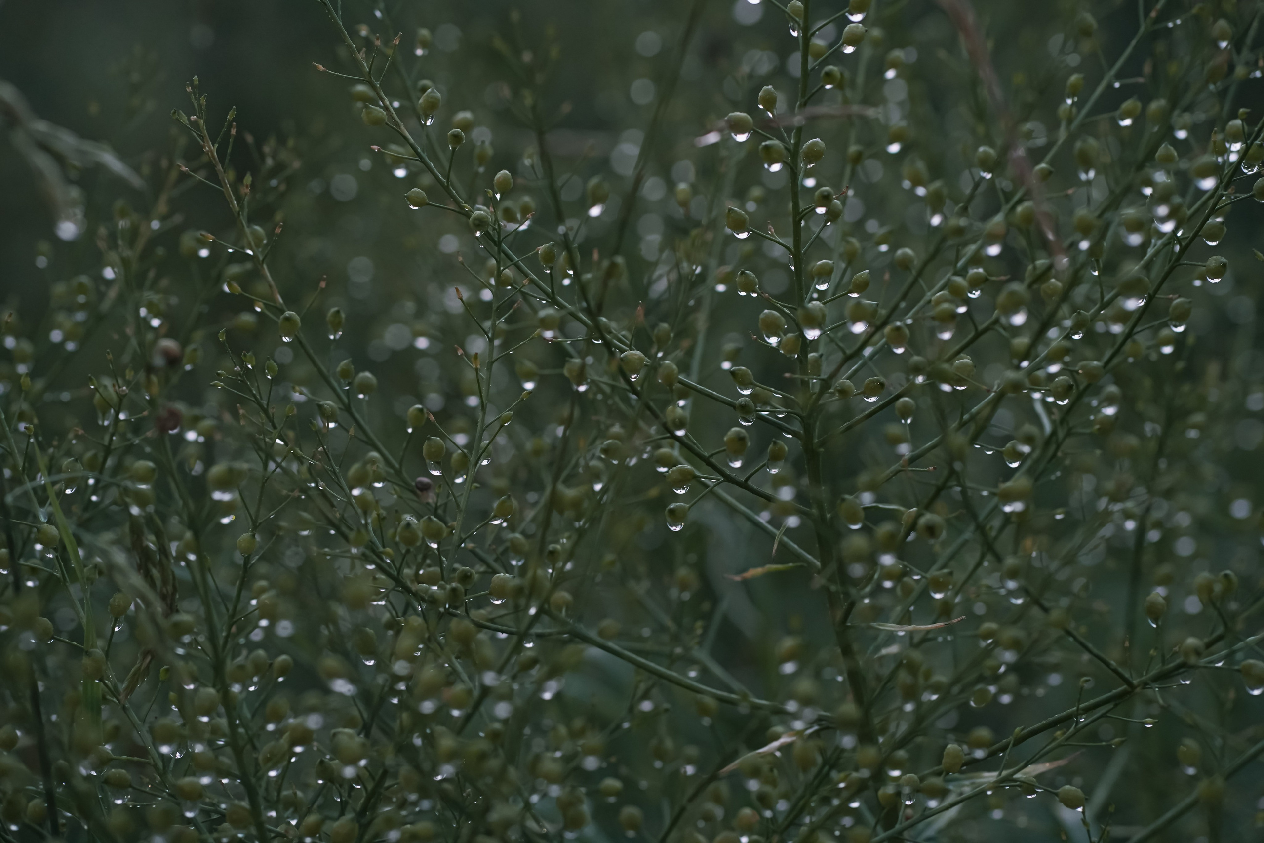 Фотокартины. Семейный фотограф Ирина Ильиных-Вольная в Москве и не только