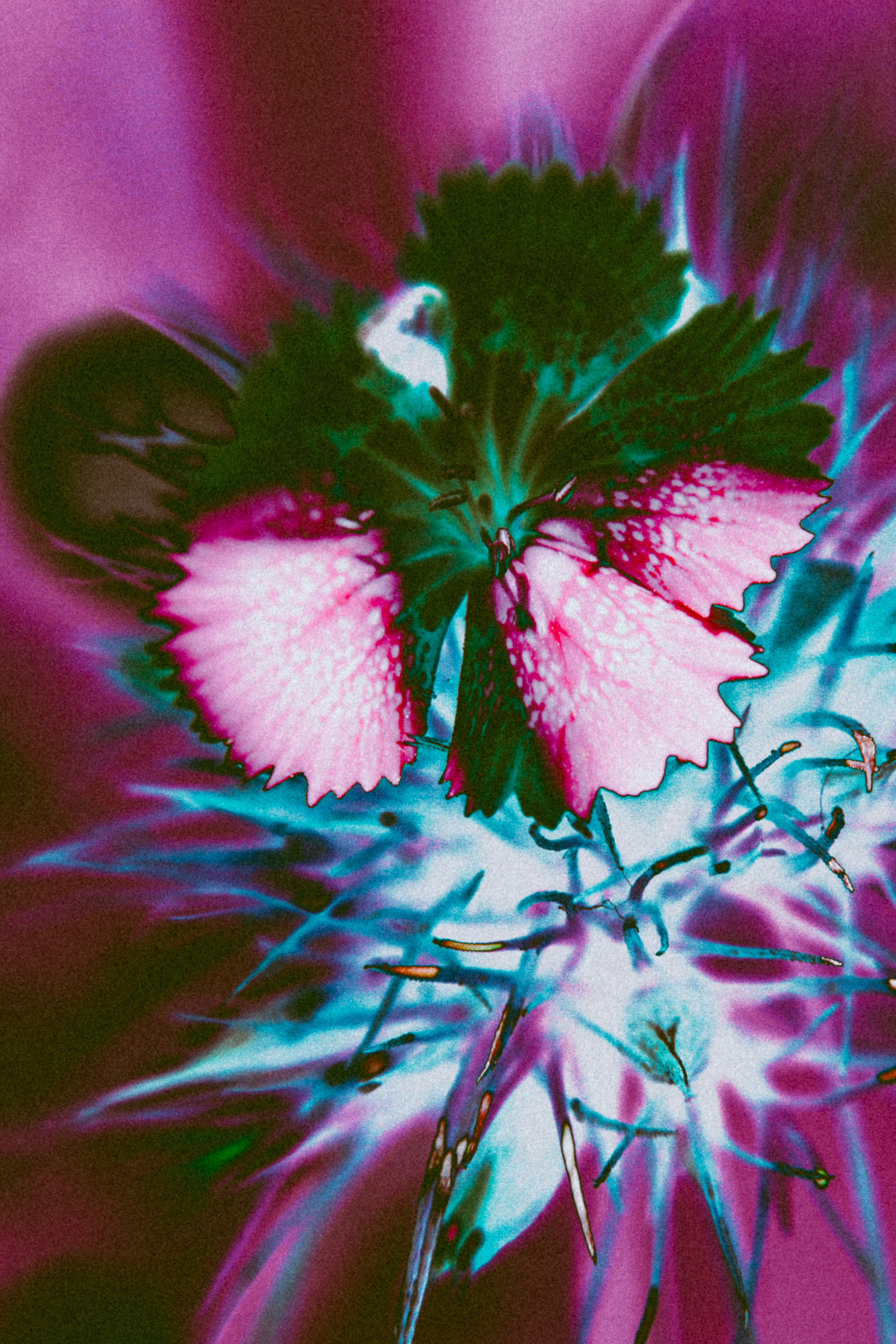 Хокку цветок 