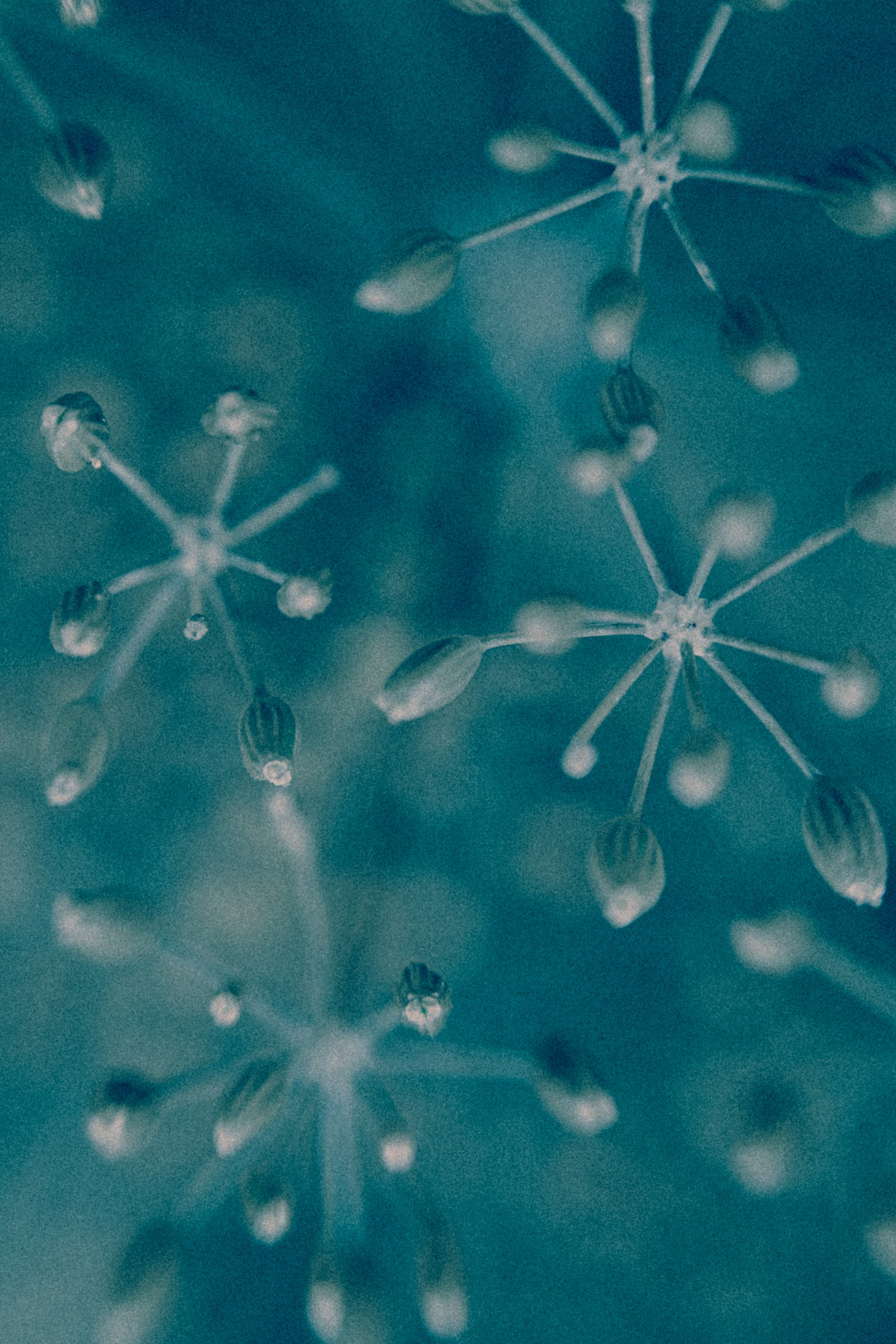 NON-EXISTENT FLOWERS. Фотограф Евгений Чащихин RGB АРХИТЕКТОР в Перми