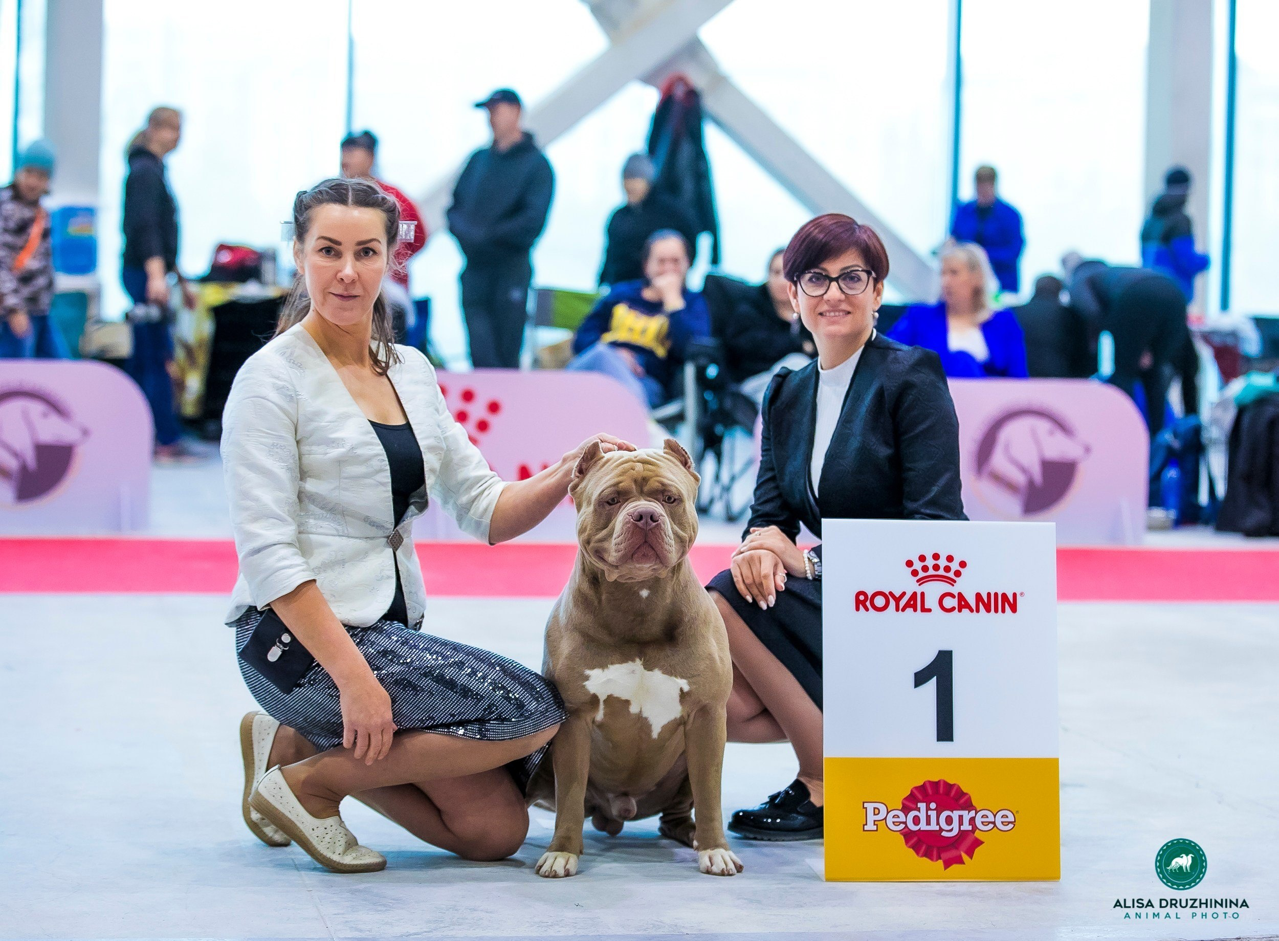 Участие в выставках. Американские булли XL в г. Калининград. Питомник Great Bully UNIVERSE