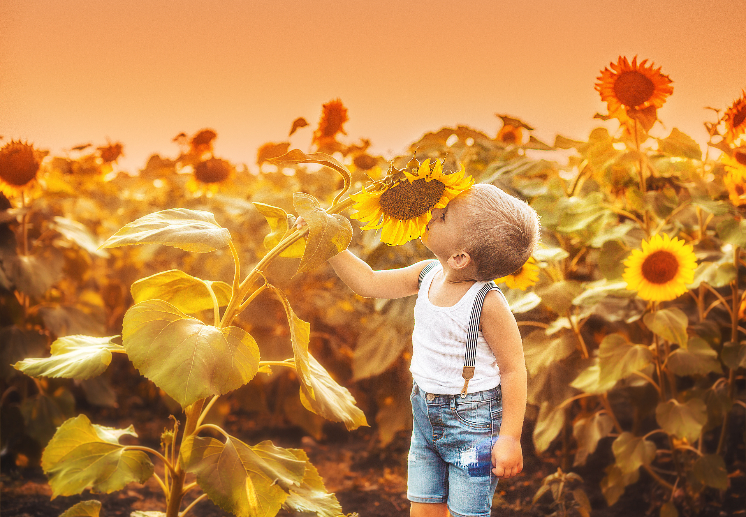 Съёмка в подсолнухах. Свадебный и семейный фотограф/видеограф в Краснодаре Наталья Осинская