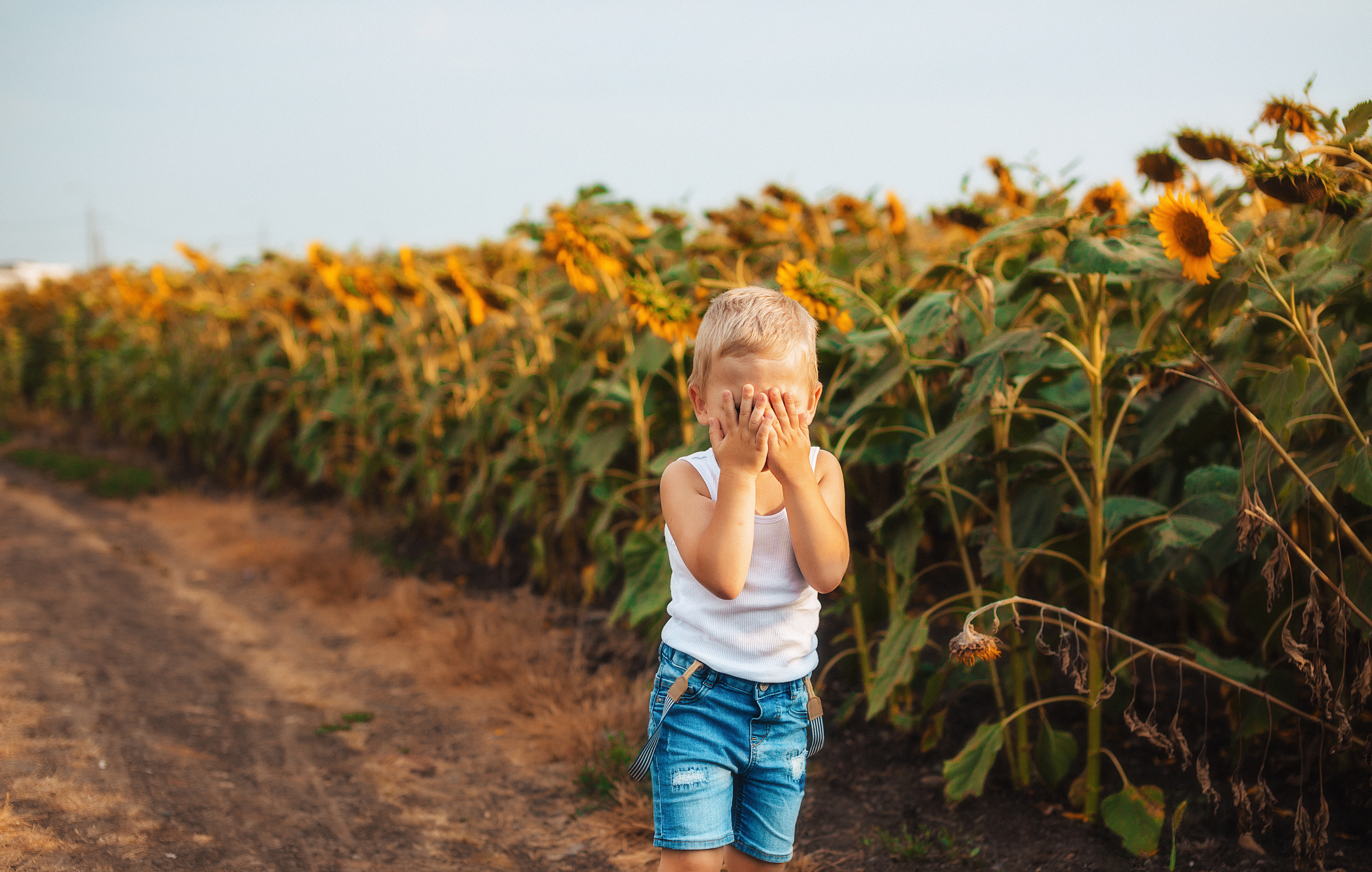 Съёмка в подсолнухах. Свадебный и семейный фотограф/видеограф в Краснодаре Наталья Осинская