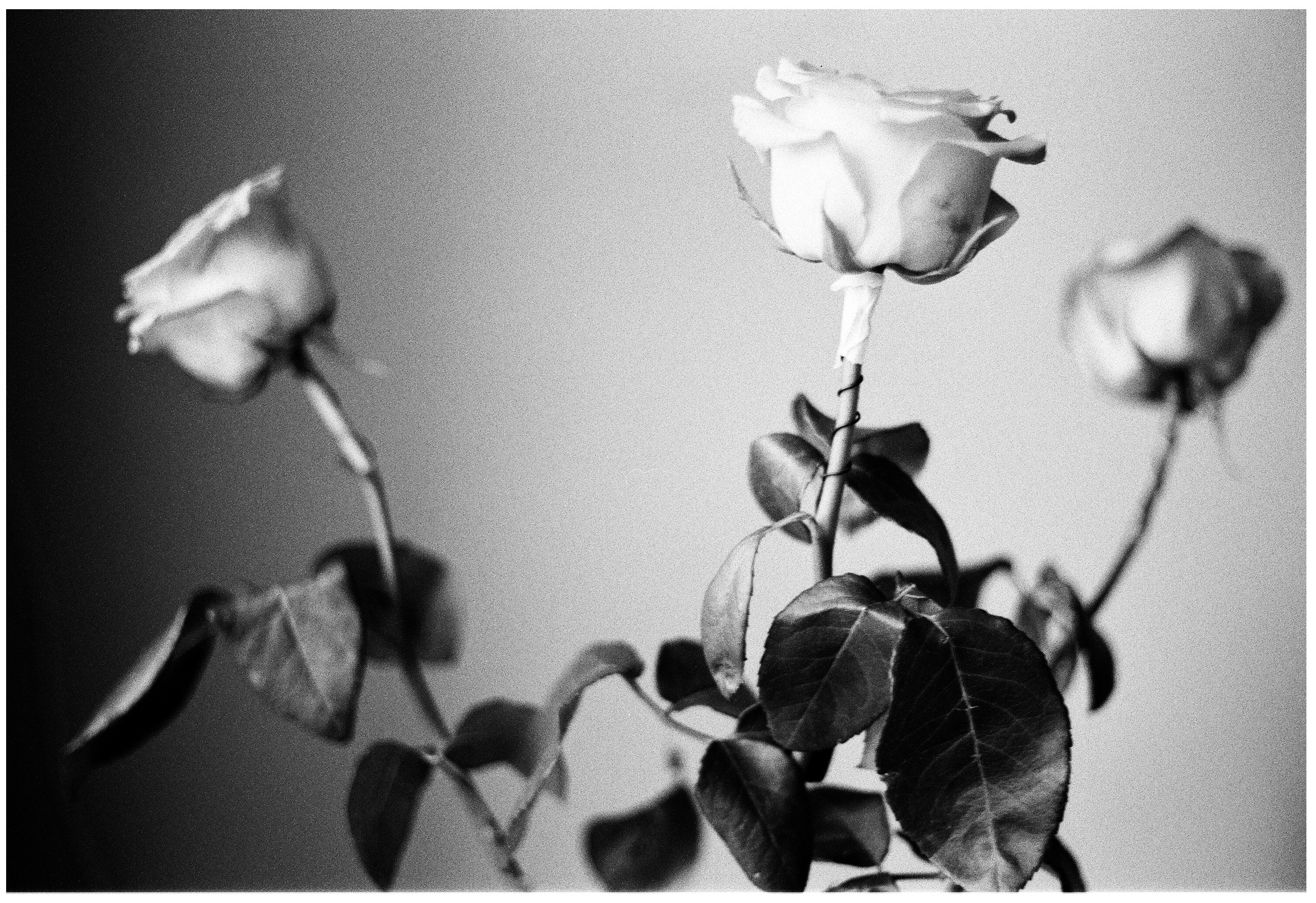 Картинки. Сандра Ковалева | ЧБ фотограф