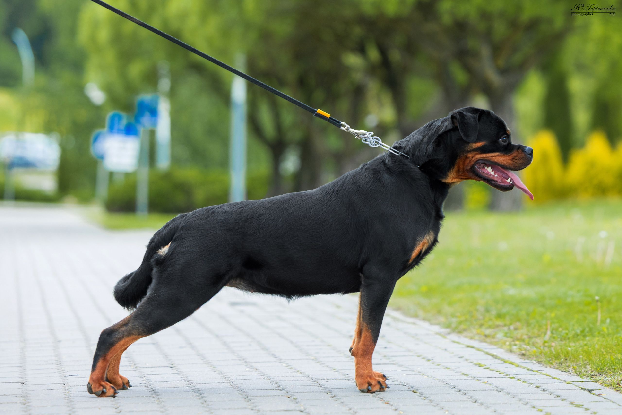 Минск 31.05-1.06.2025. Фотограф-анималист Юлия Германика