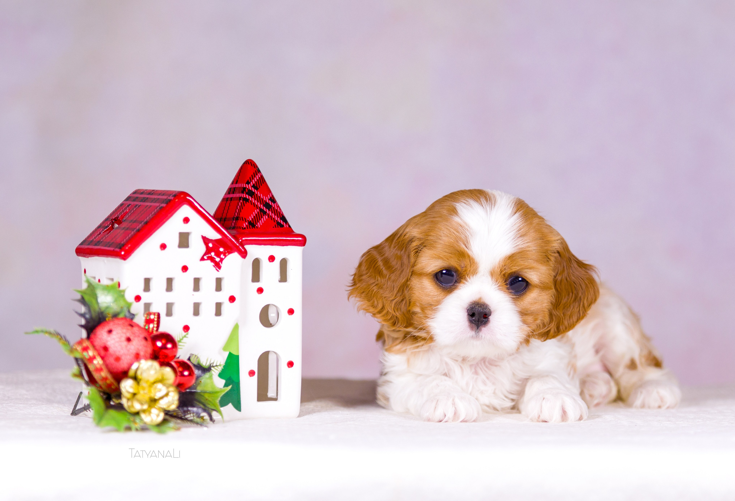 Кавалер-Кинг-Чарльз-Спаниель. Фотограф — анималист Татьяна Ли