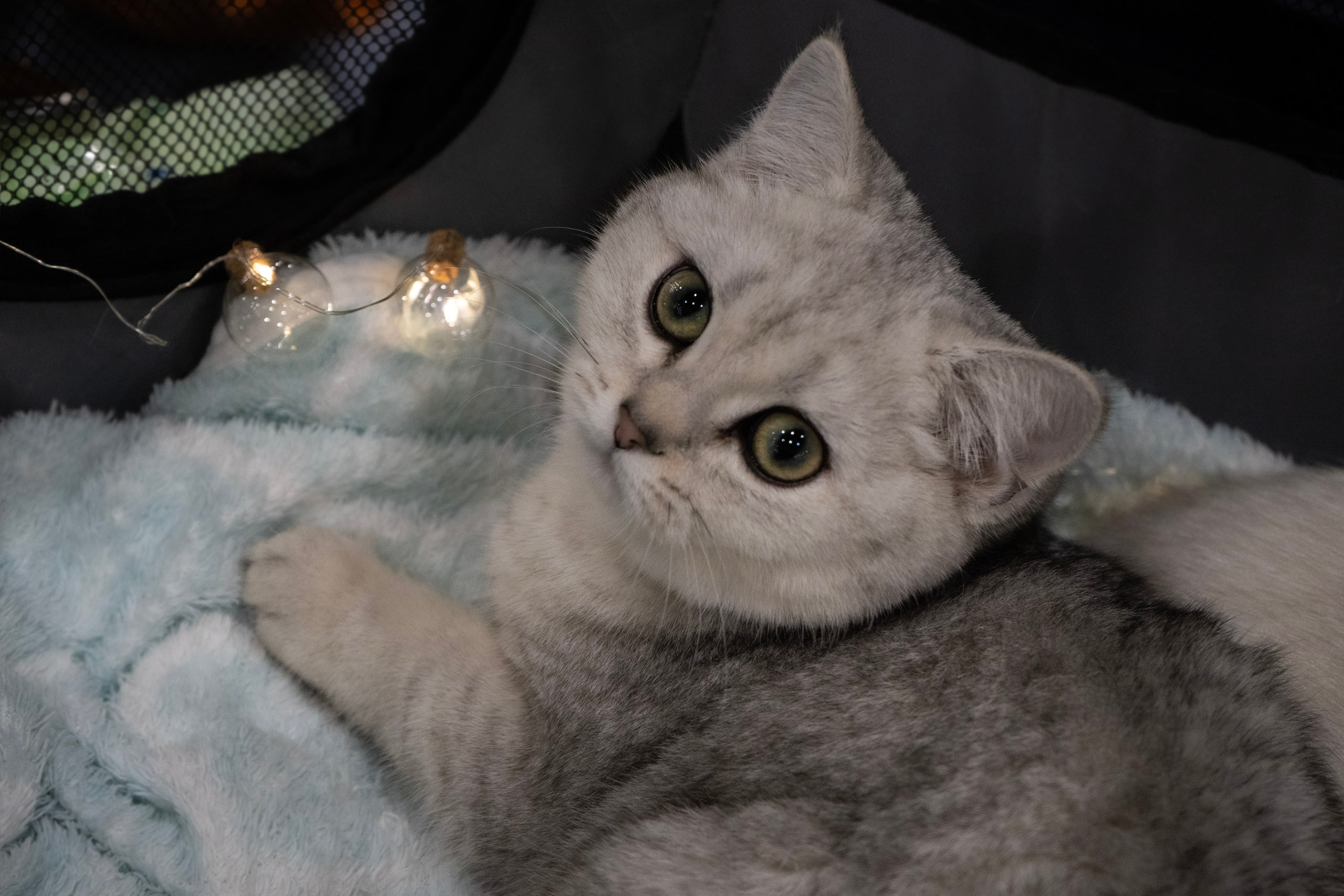 Фотосессии Пушистиков. Фотограф в Санкт-Петербурге Виктория Барышникова