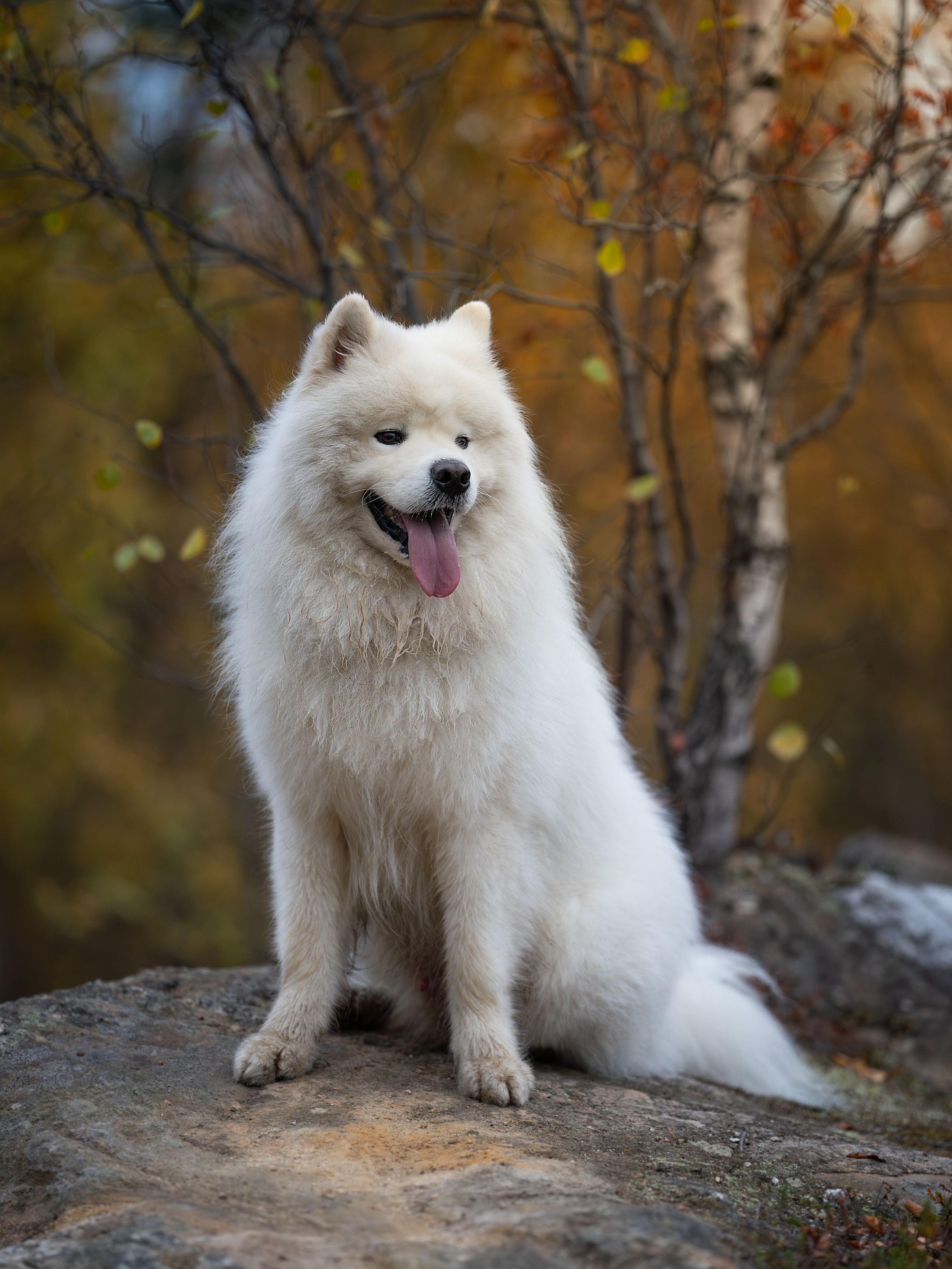 Самоед Олаф. Главная