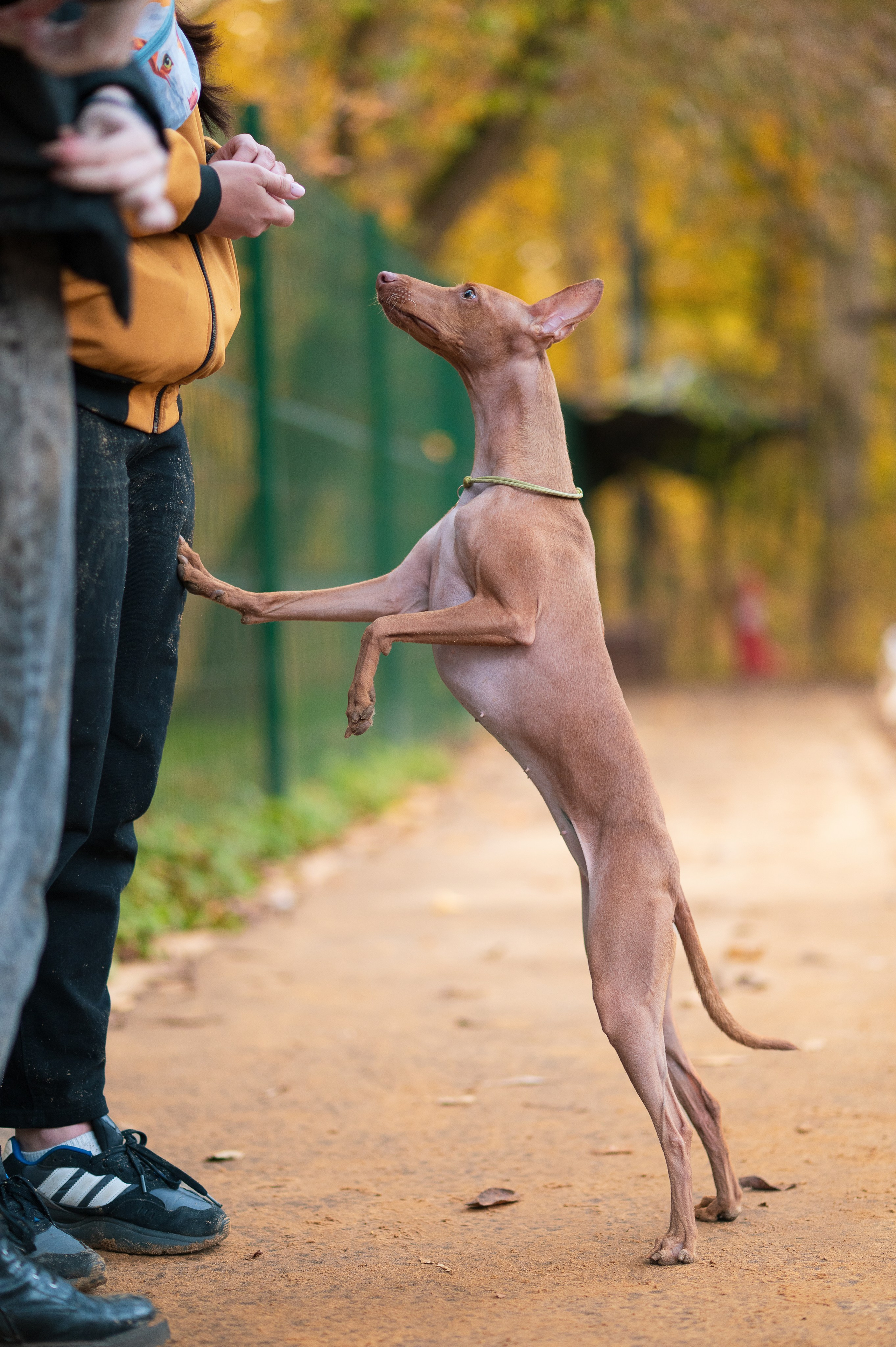 Питомцы. Портретный фотограф в Москве Полина Старцева