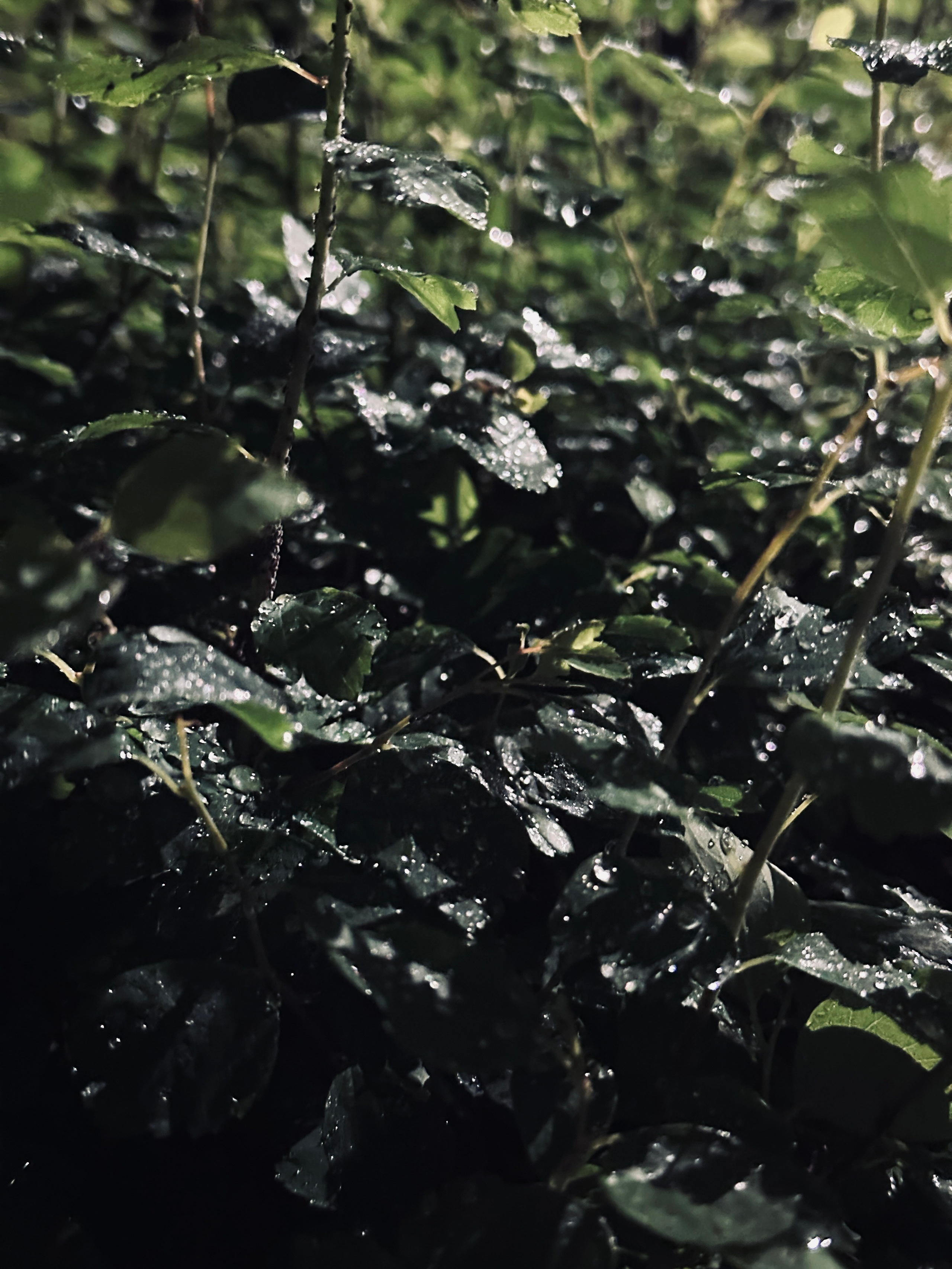 Флора и фауна. Смотри, красота!