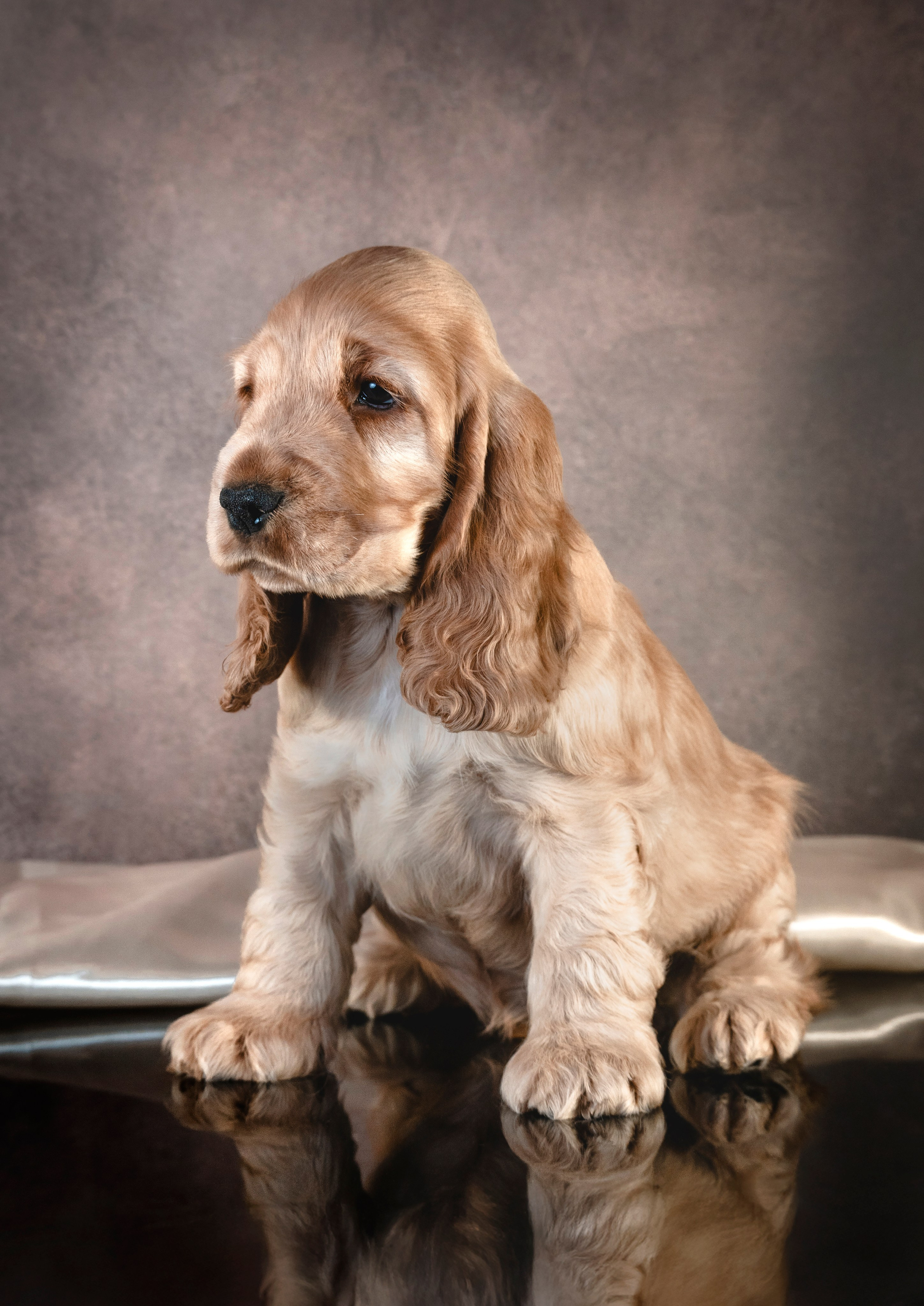 Щенки спаниеля. Фотограф анималист в Санкт-Петербурге Таша Крейв