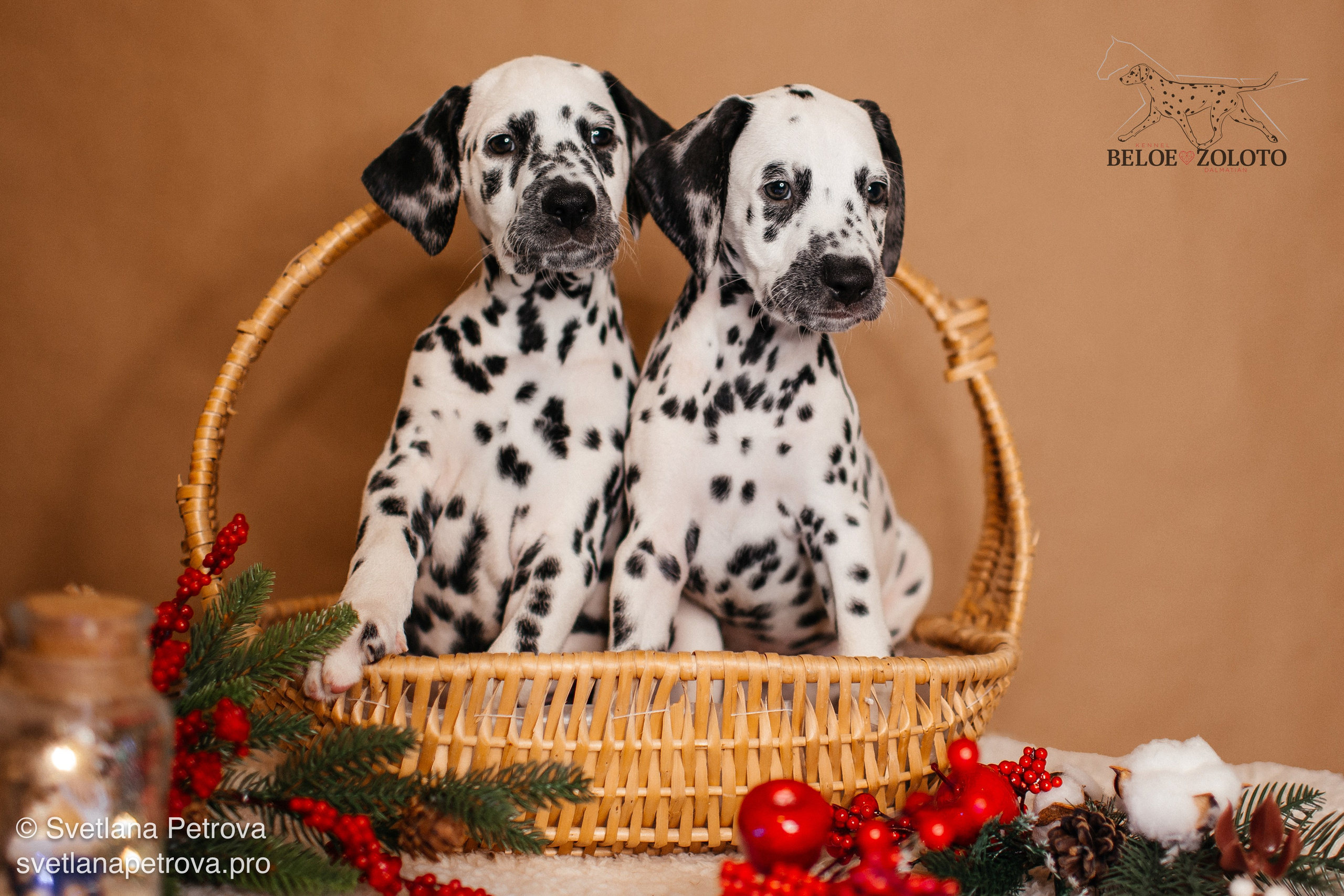 Далматины. Зима 2025. Фотограф Светлана Петрова