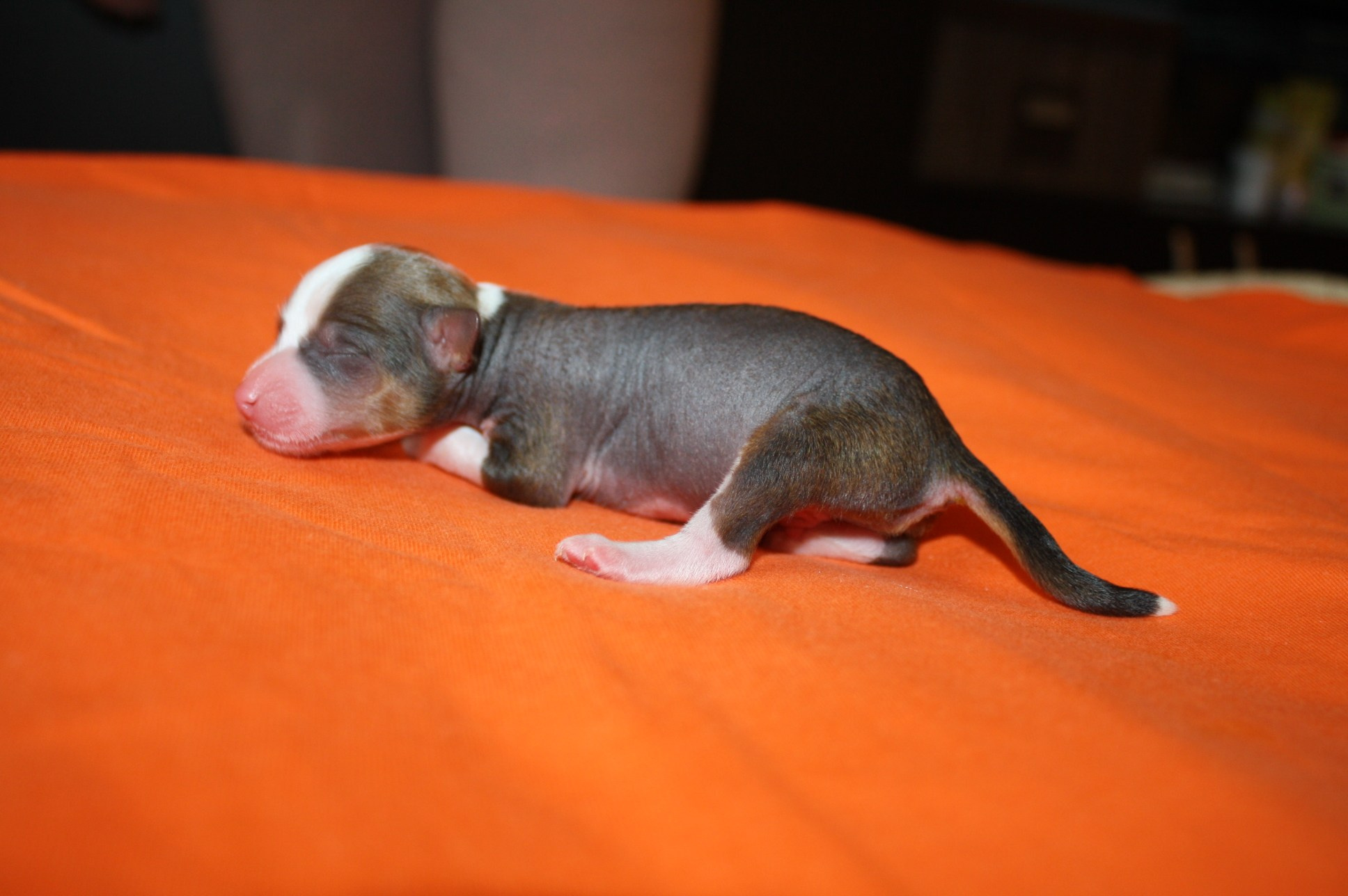 Litter B. Chinese Crested Dog Kennel Poale Ell