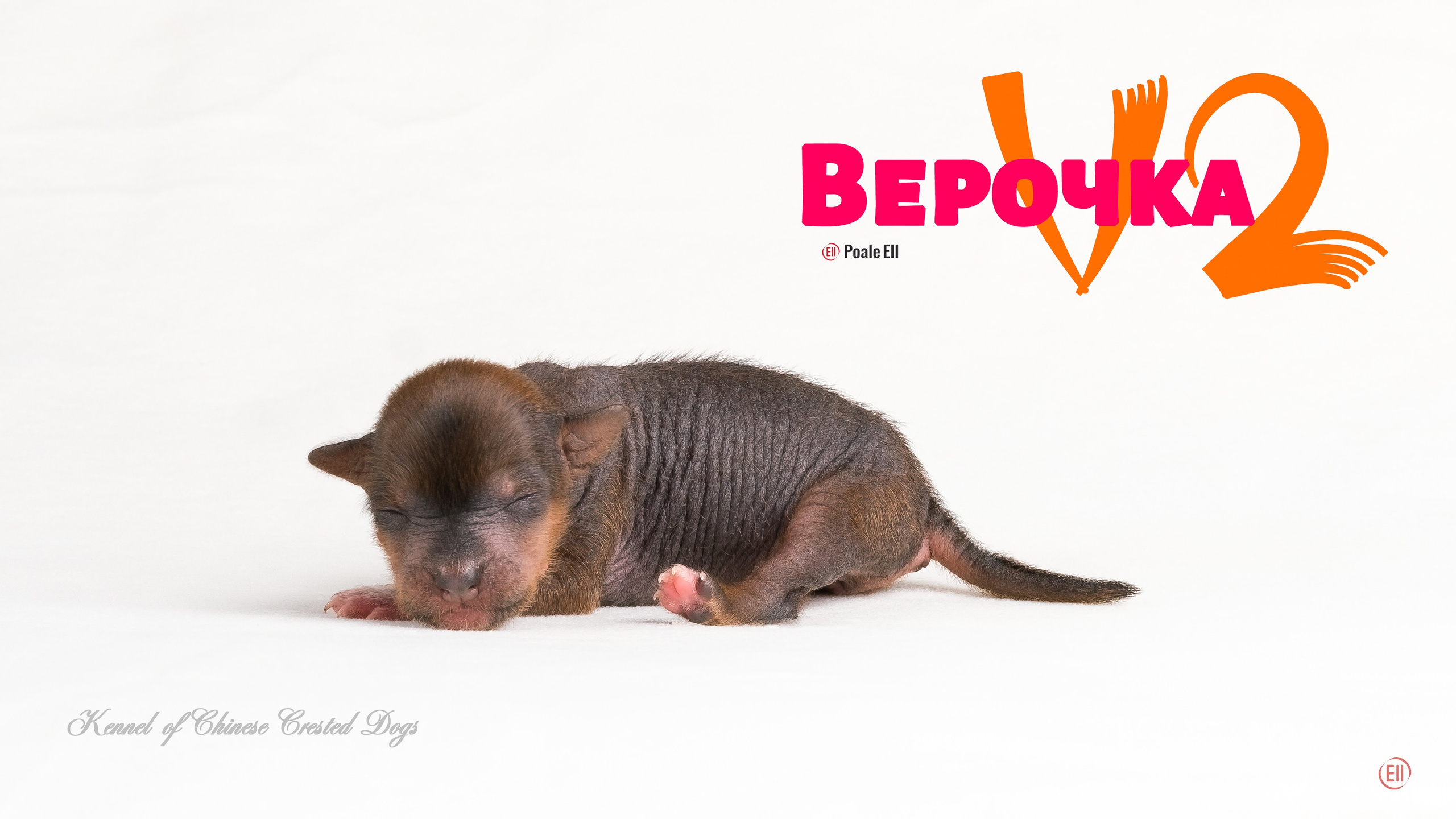 Poale Ell Vera hairless femaly dog. Chinese Crested Dog Kennel Poale Ell