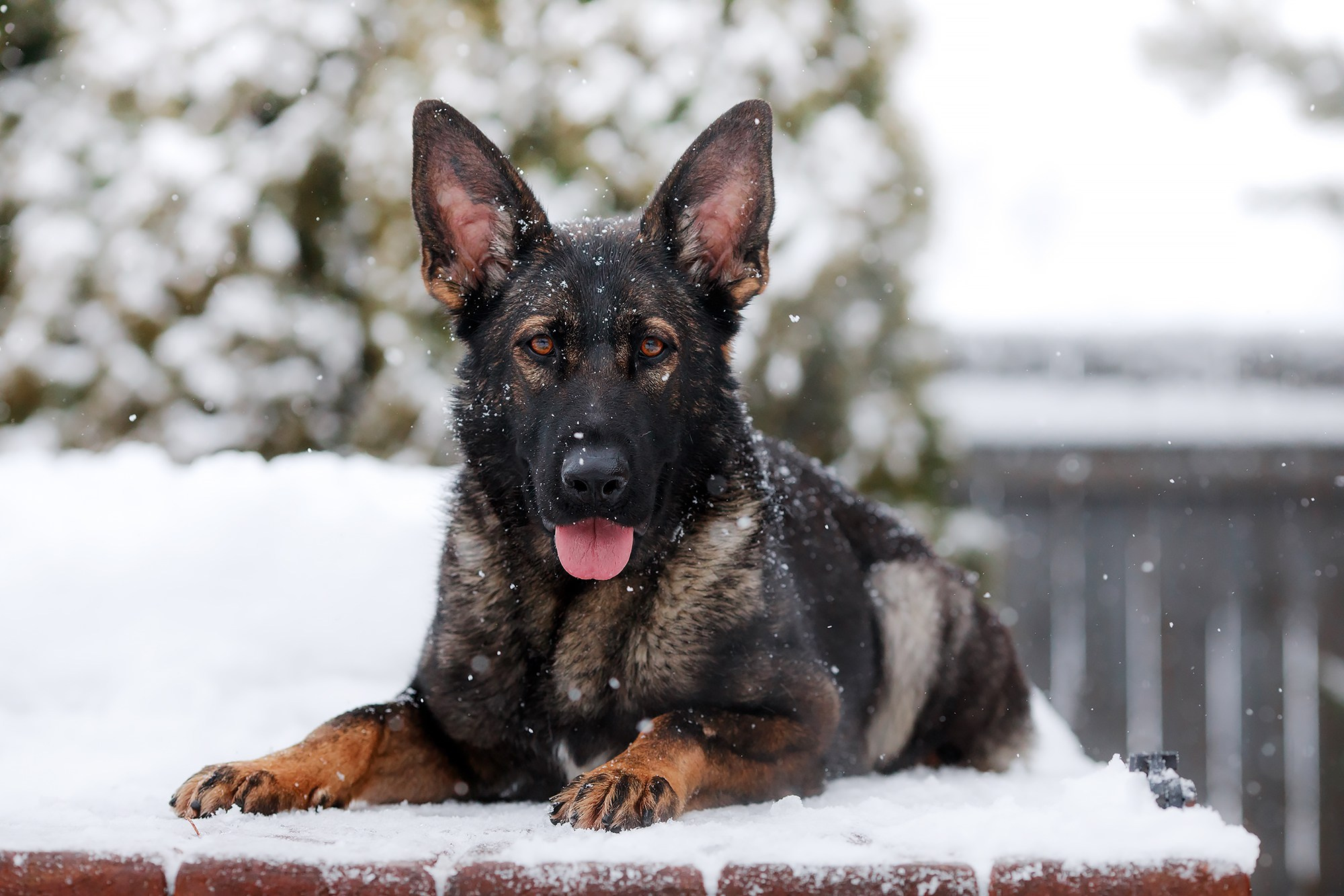 Зимние портреты. Фотограф-анималист Mary Mart — Москва, Питер