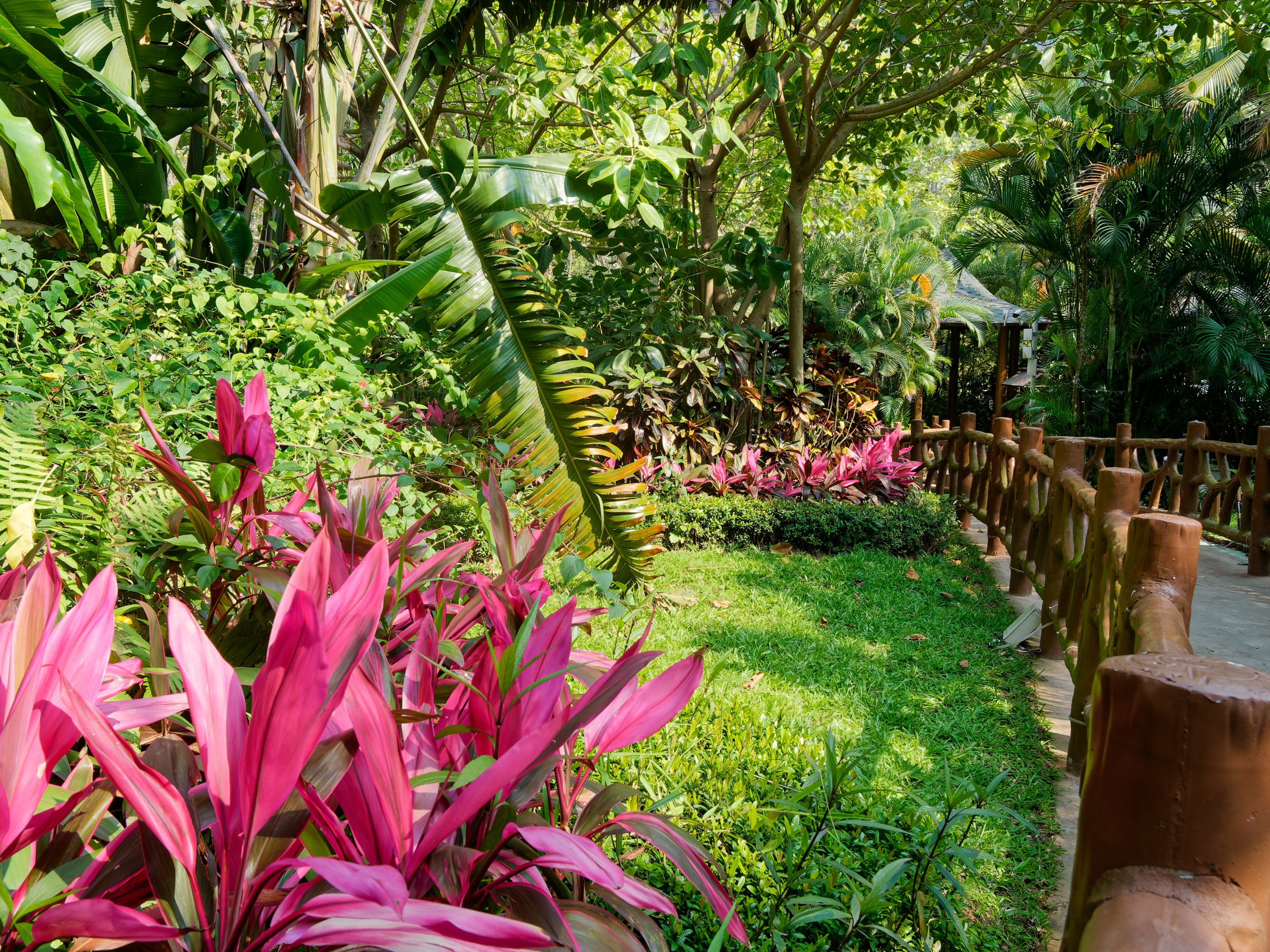 Хайнань 2026, флора, цветы и деревья. Фотопрогулки по Миру