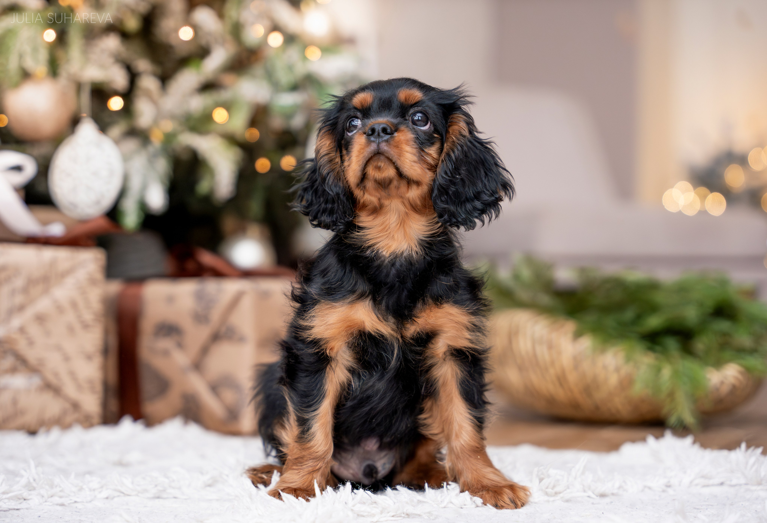 Щенки Кавалер кинг-чарльз-спаниель (Новый год). Главная