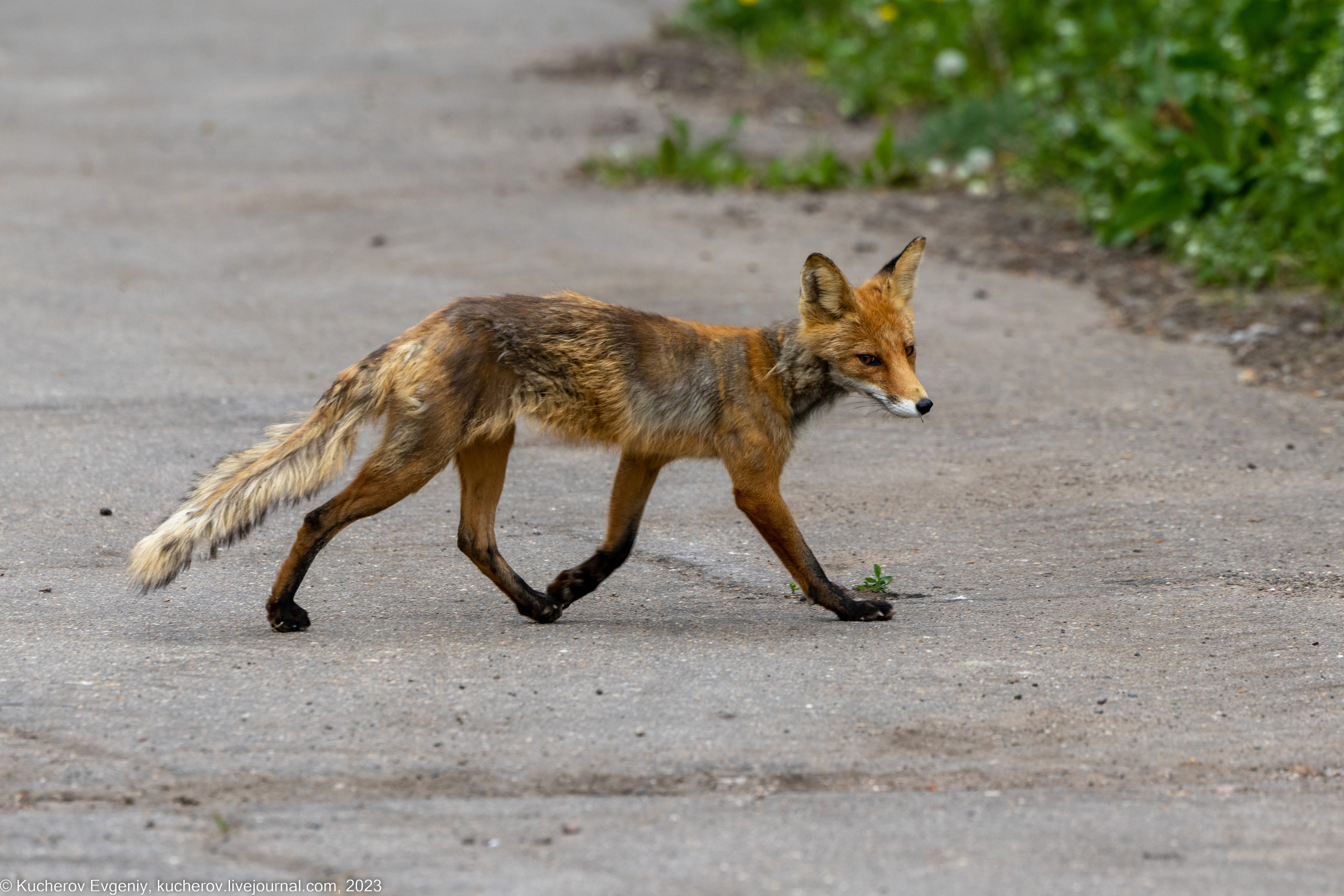 Лиса. Кучеров Евгений. Фотограф