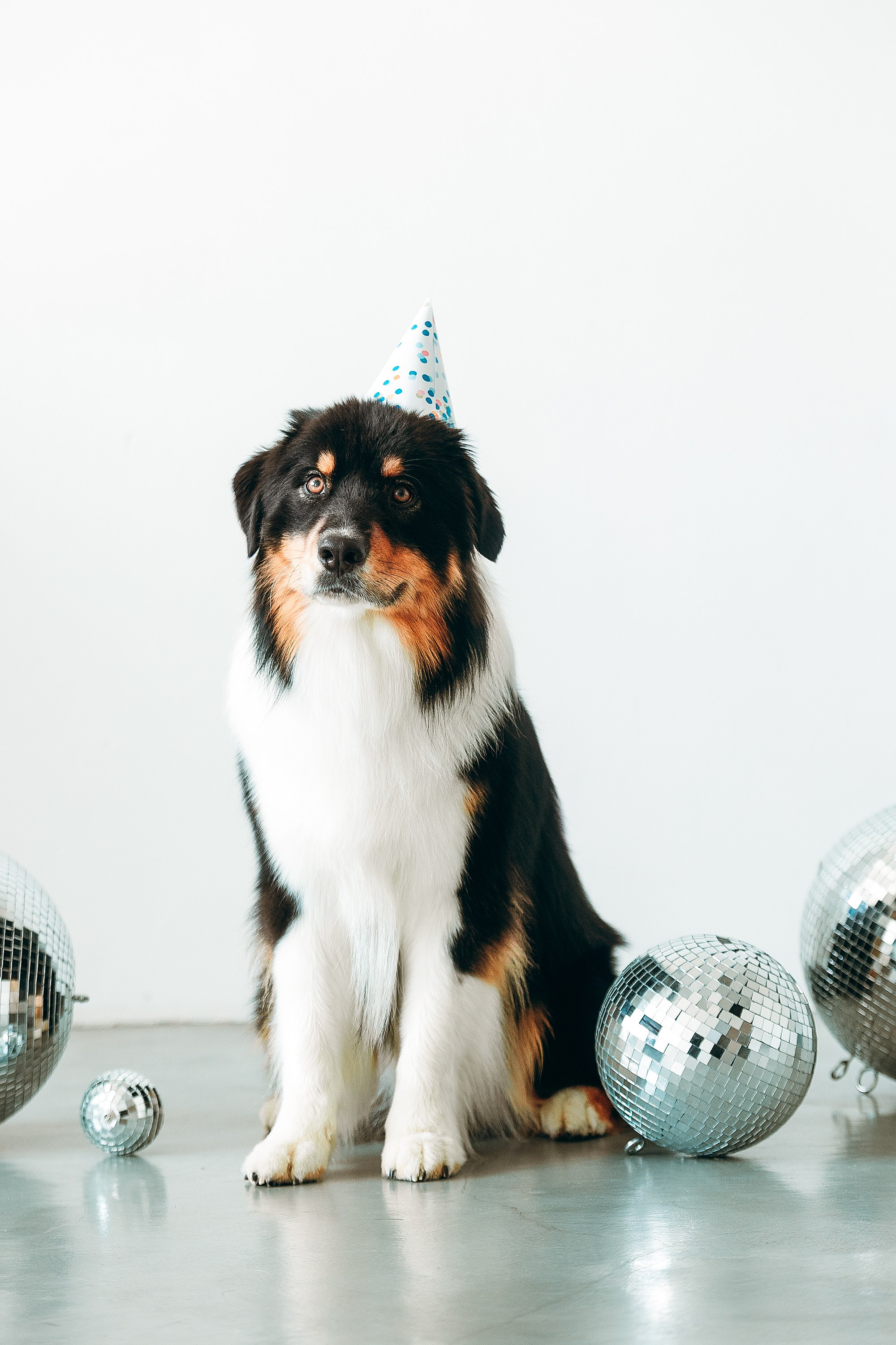 День рождения Рея. Фотограф. Фотограф-анималист. Москва