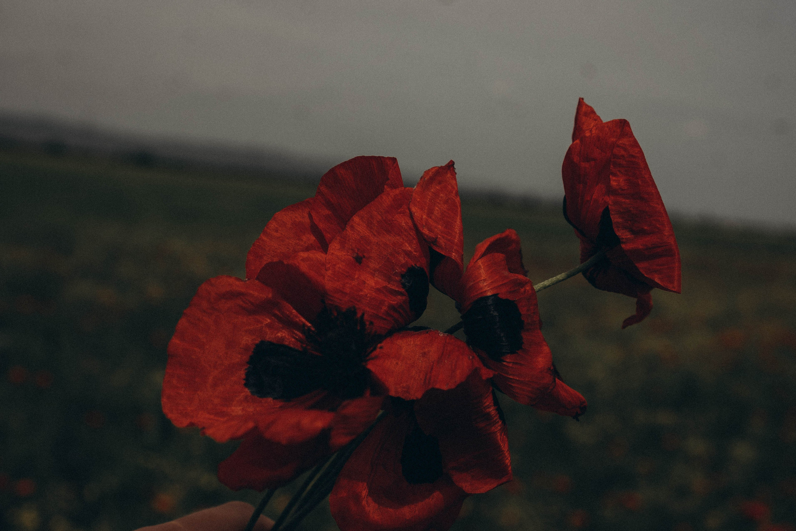 Кавказ. Профессиональный фотограф, Санкт-Петербург — Виктория Богомолова