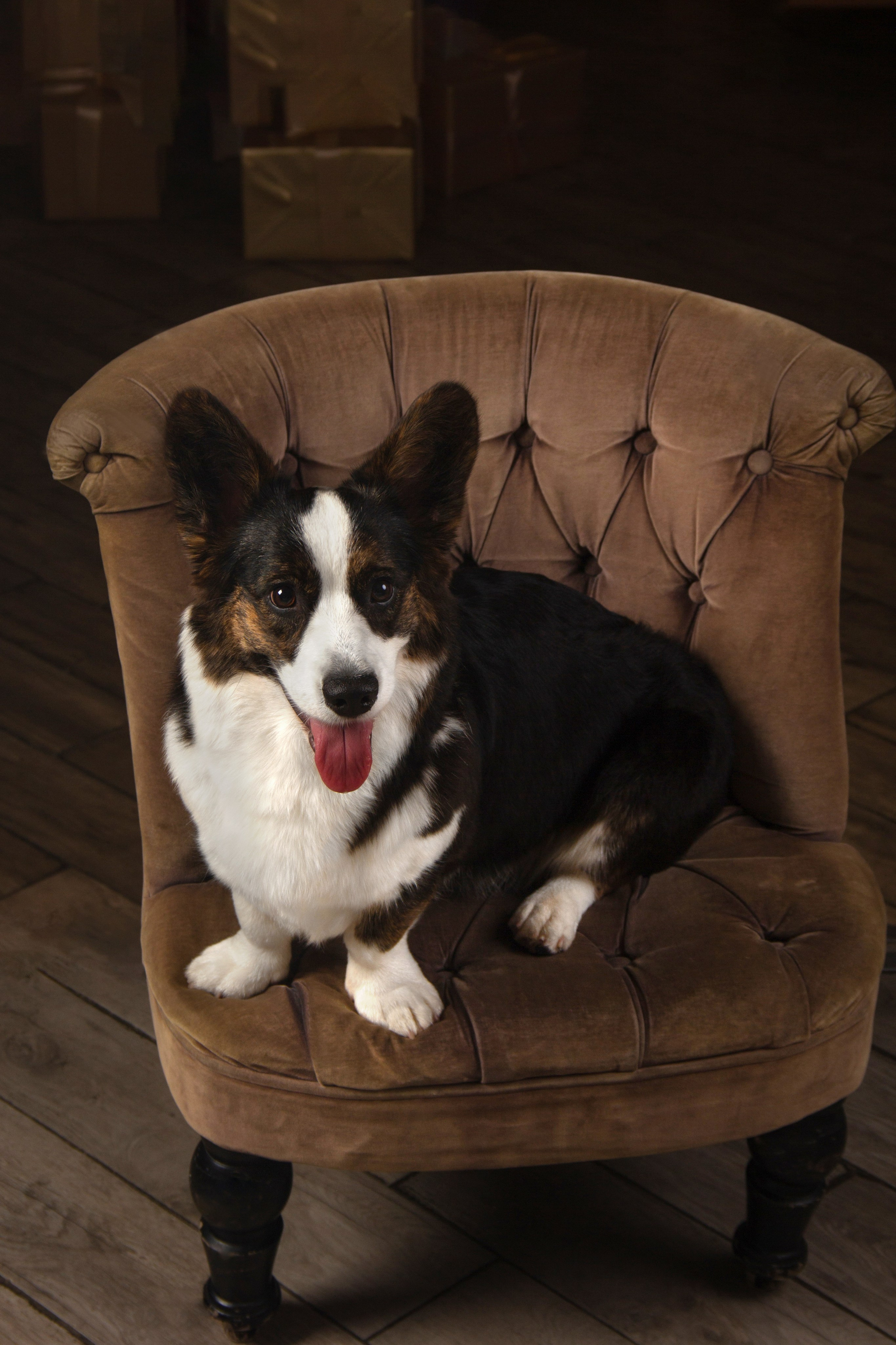 Студийная съемка. Фотограф — анималист в Москве и области Ольга Петракова